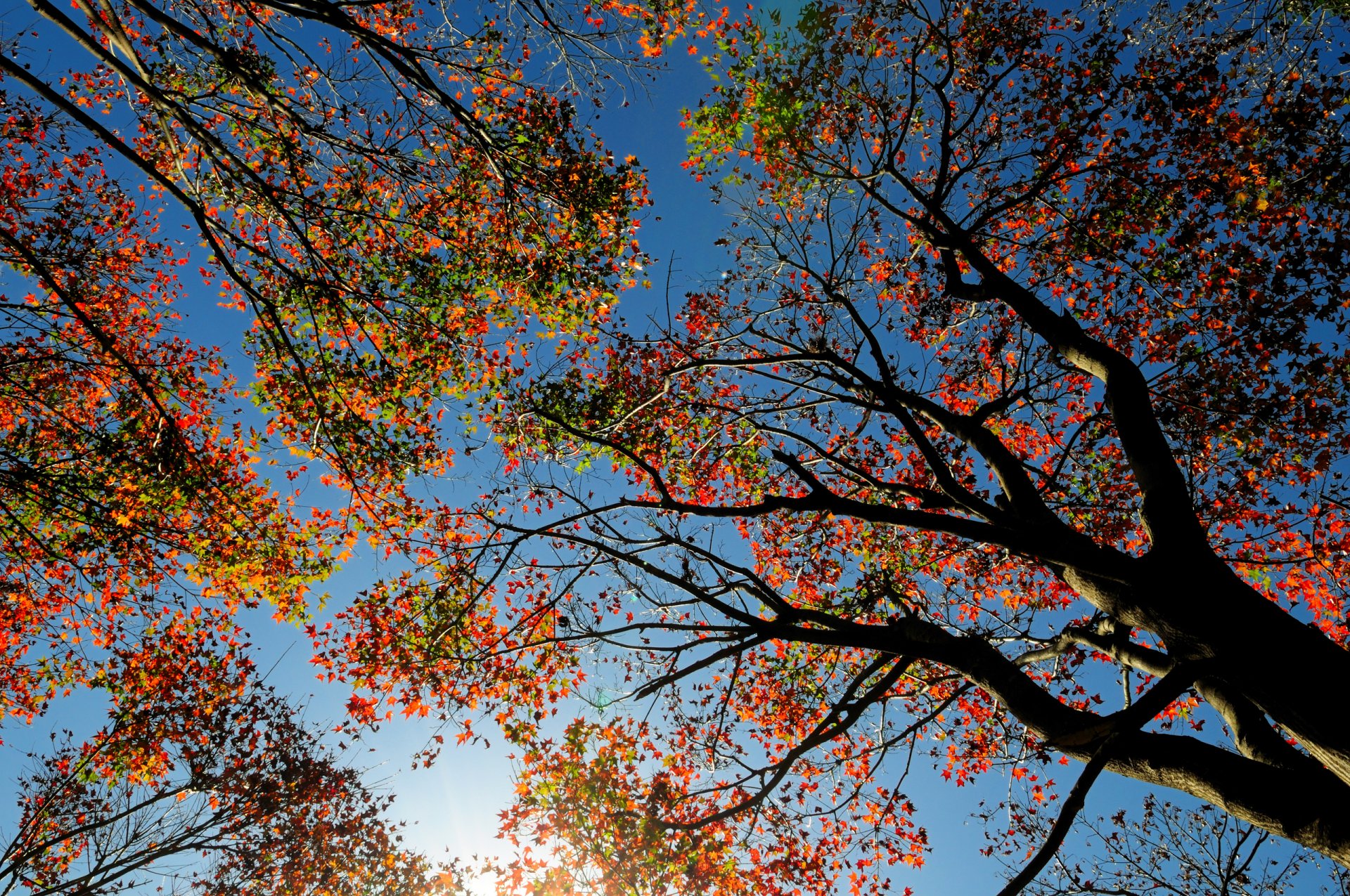 cielo árbol hojas otoño