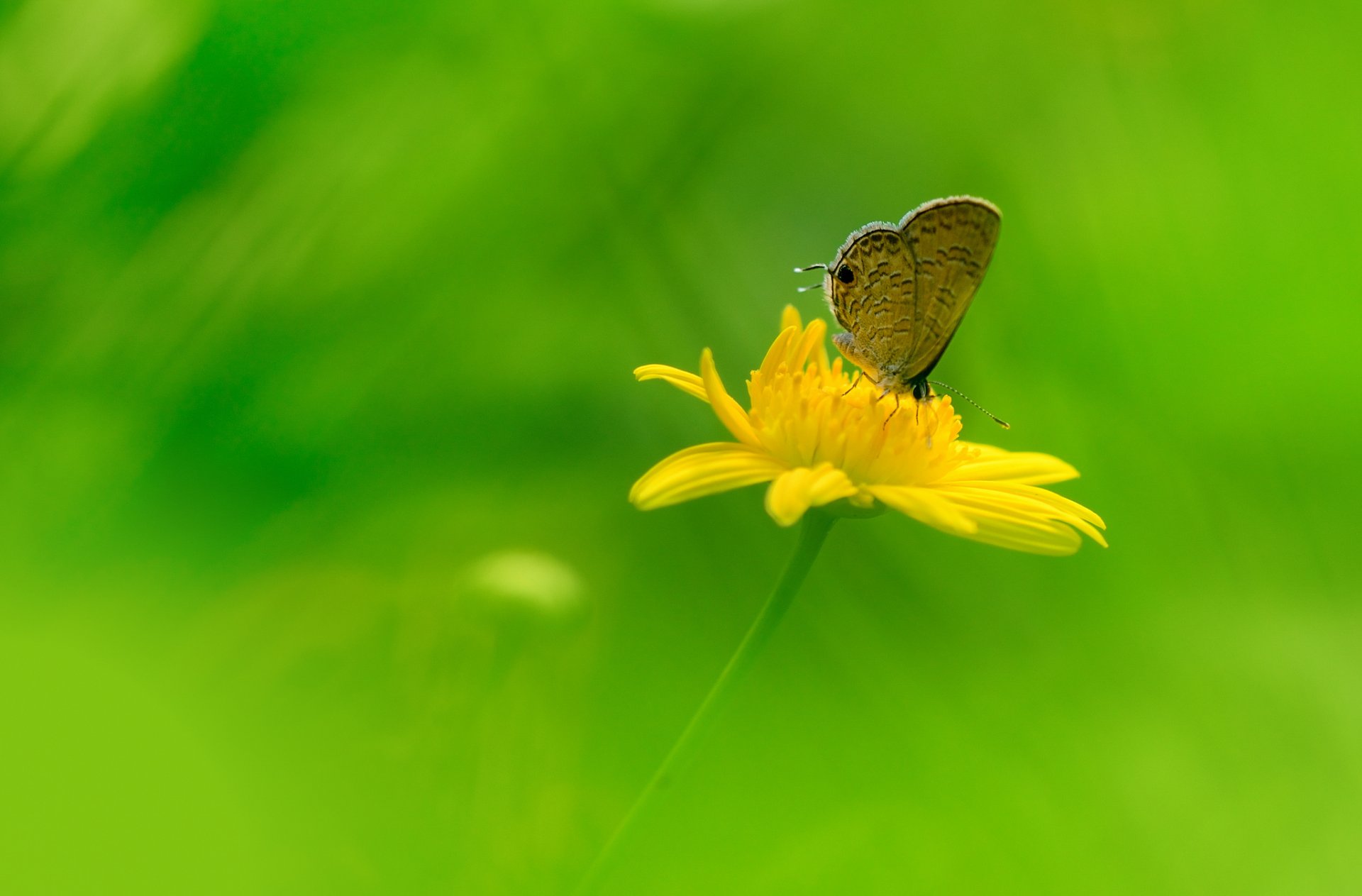 campo prado flor pétalos mariposa insecto alas