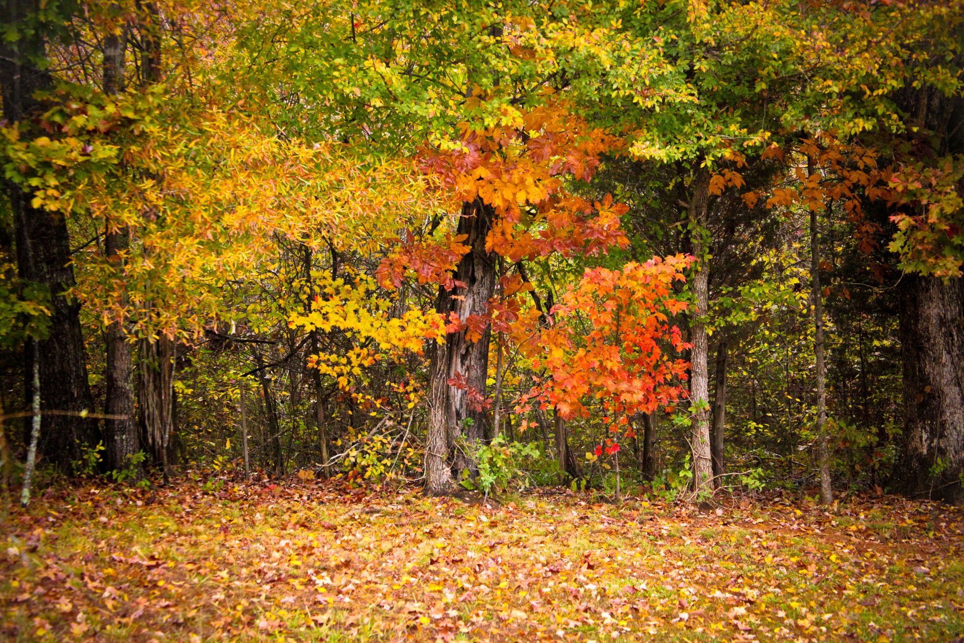 autumn tree leaves colorfully