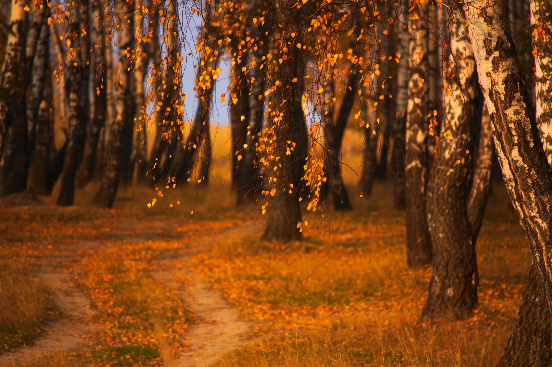 wieczór wieczorowe kolory jesień natura