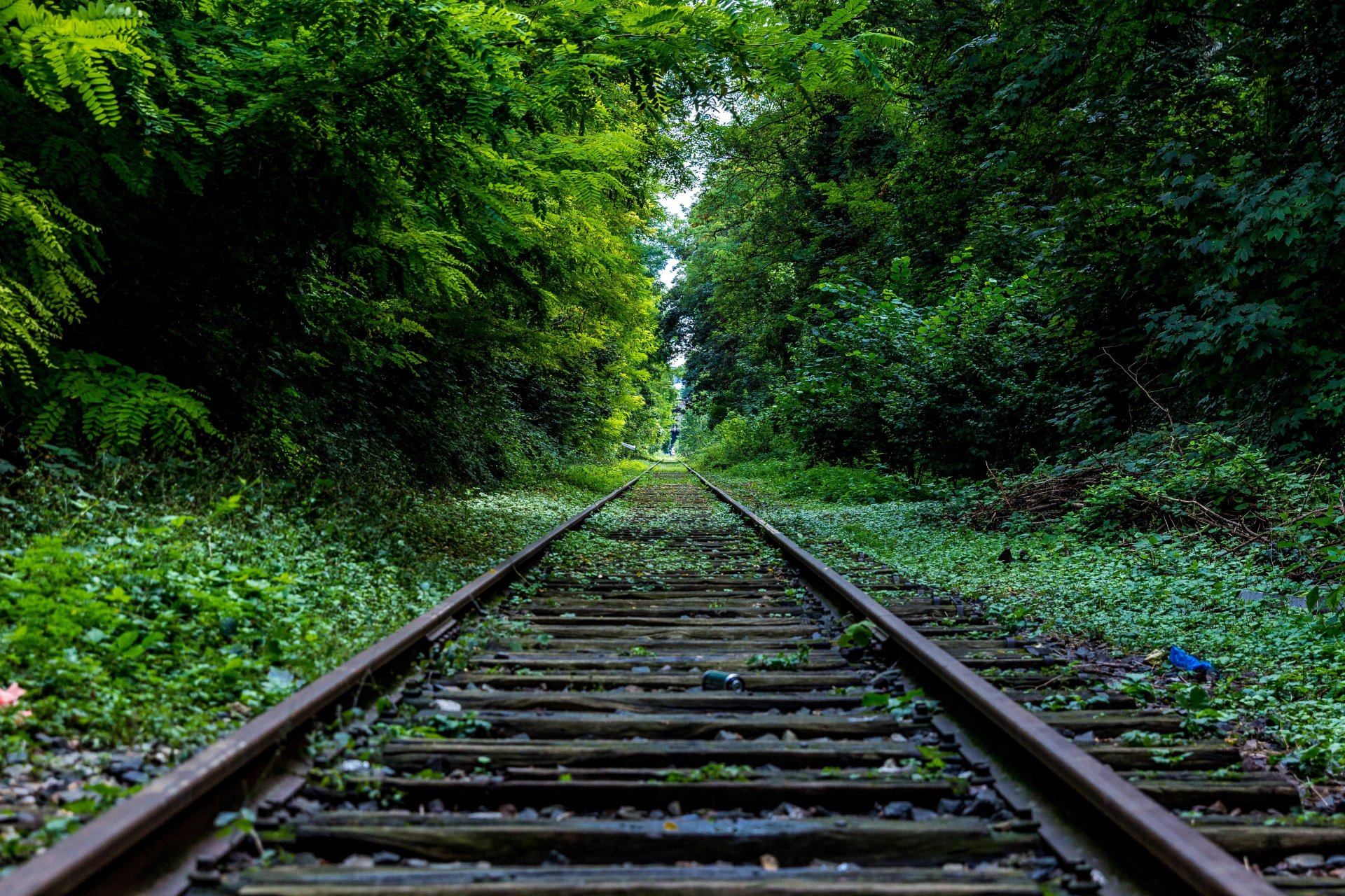 wald grün bäume büsche eisen straße weg