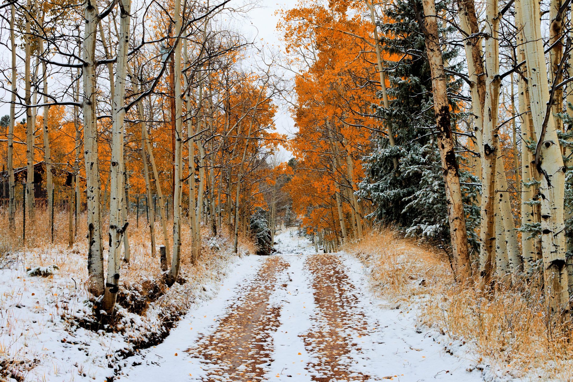 straße bäume herbst schnee