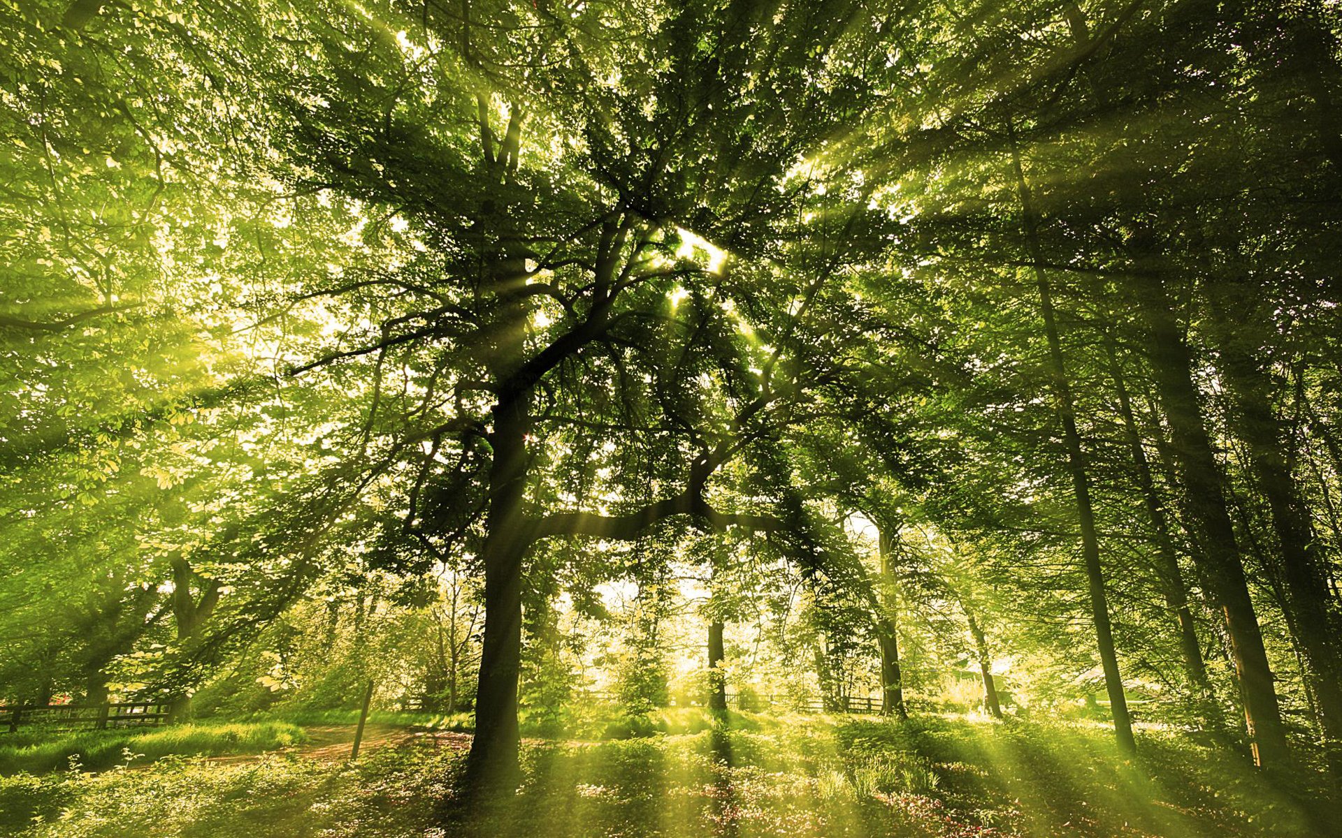 wald derve zweige blätter grün vegetation strahlen licht sonne dämmerung