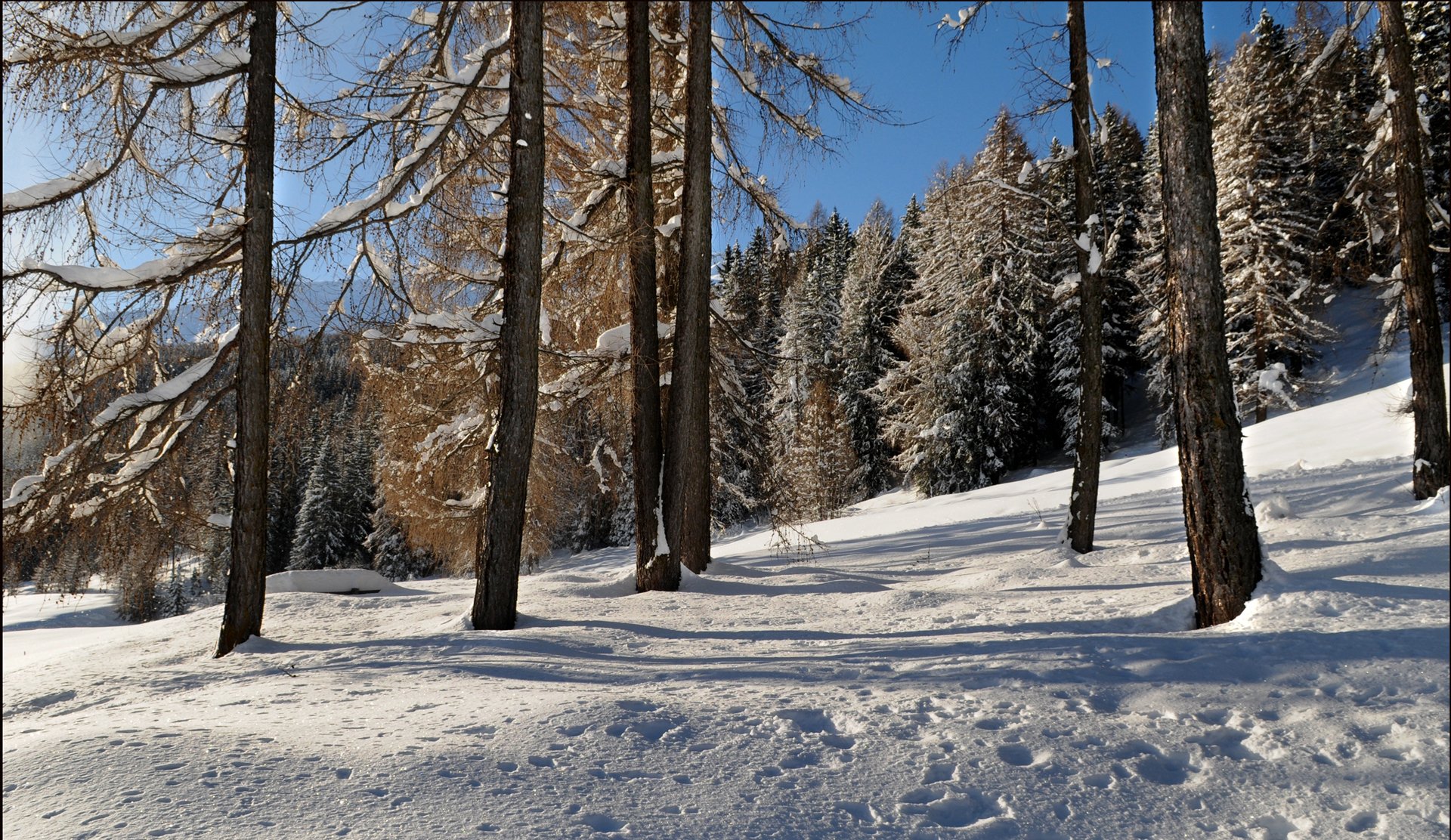 cielo bosque árboles pendiente invierno nieve