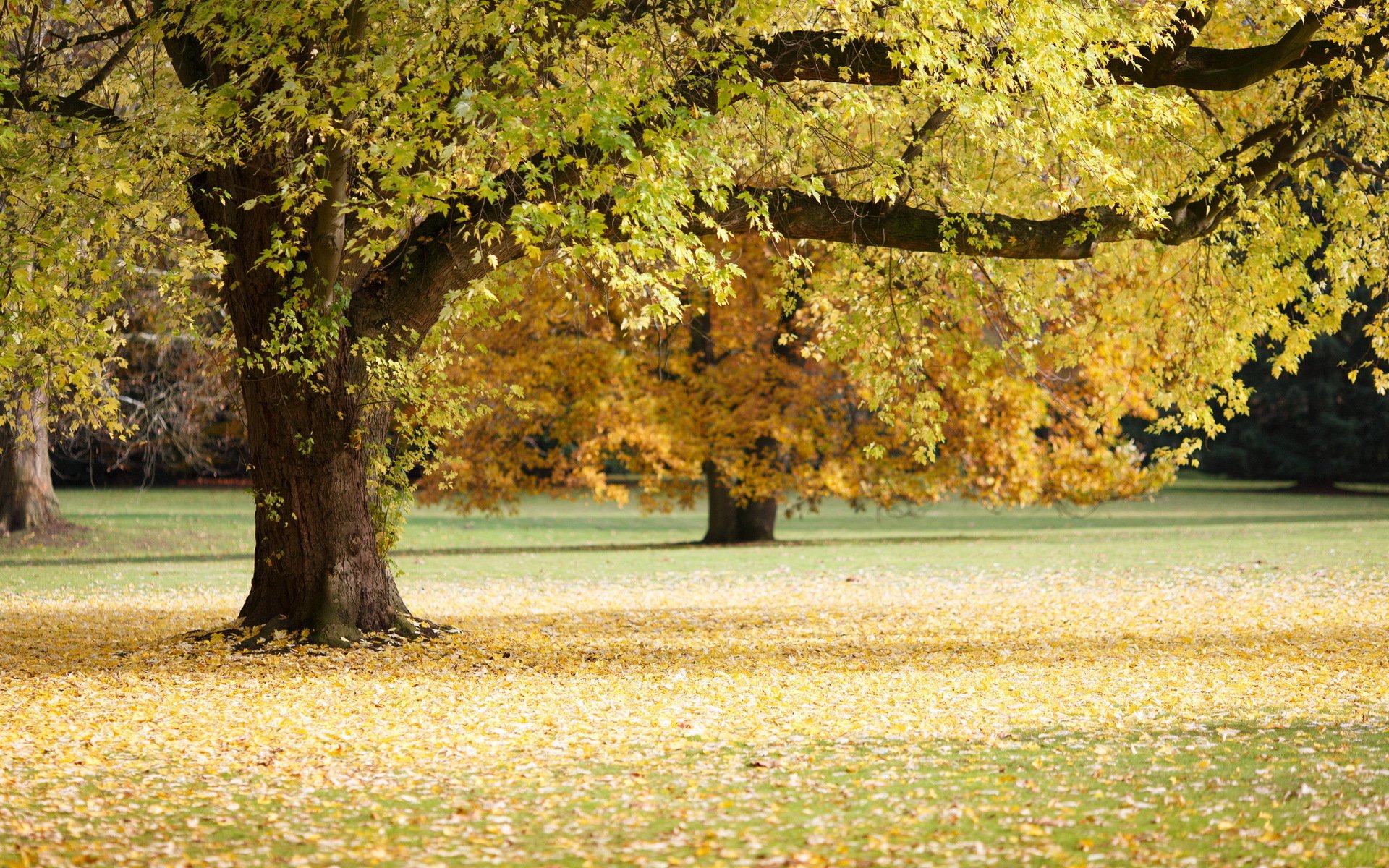 tree autumn nature