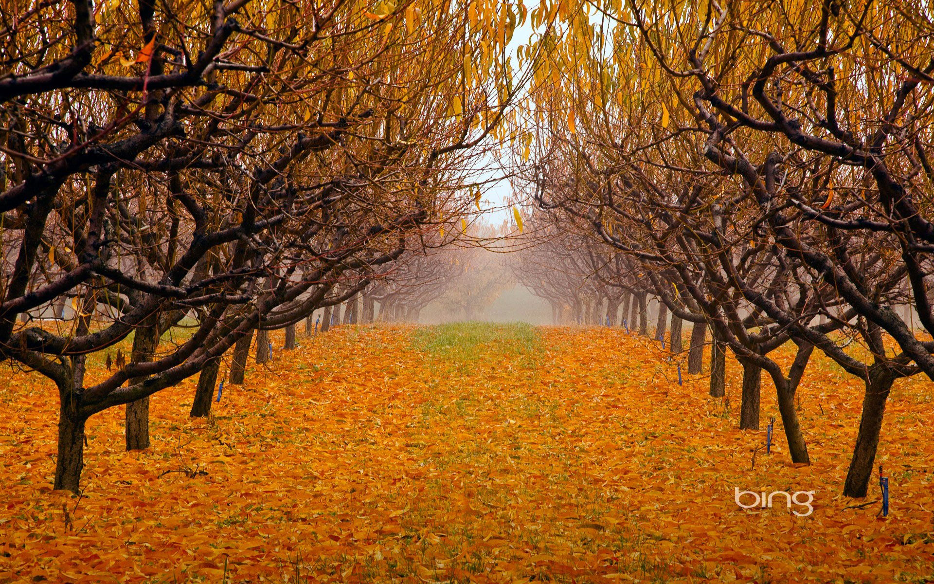 british columbia canada okanagan valley fog autumn leaves tree supplies park