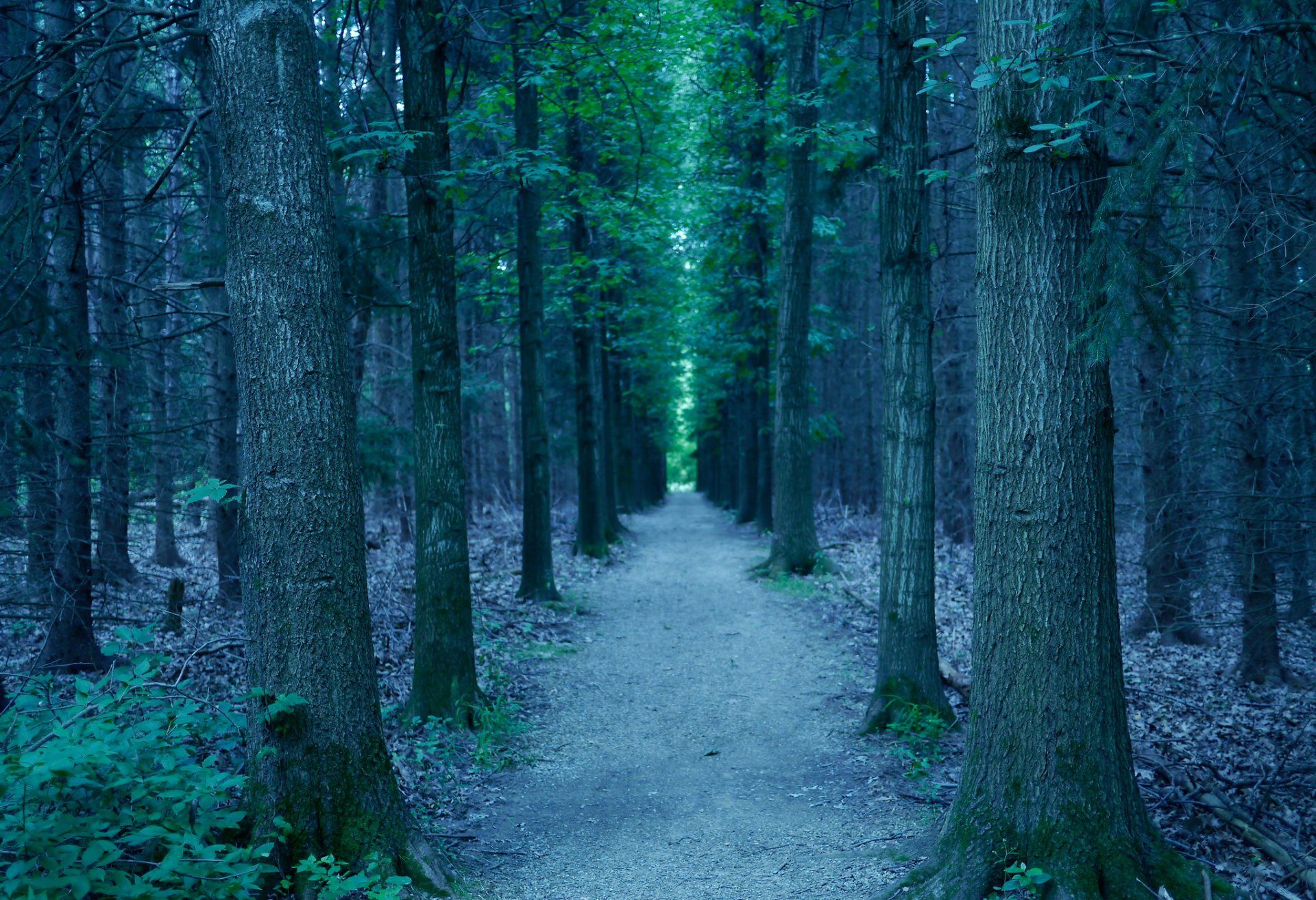 forest park alley path tree leaves gra