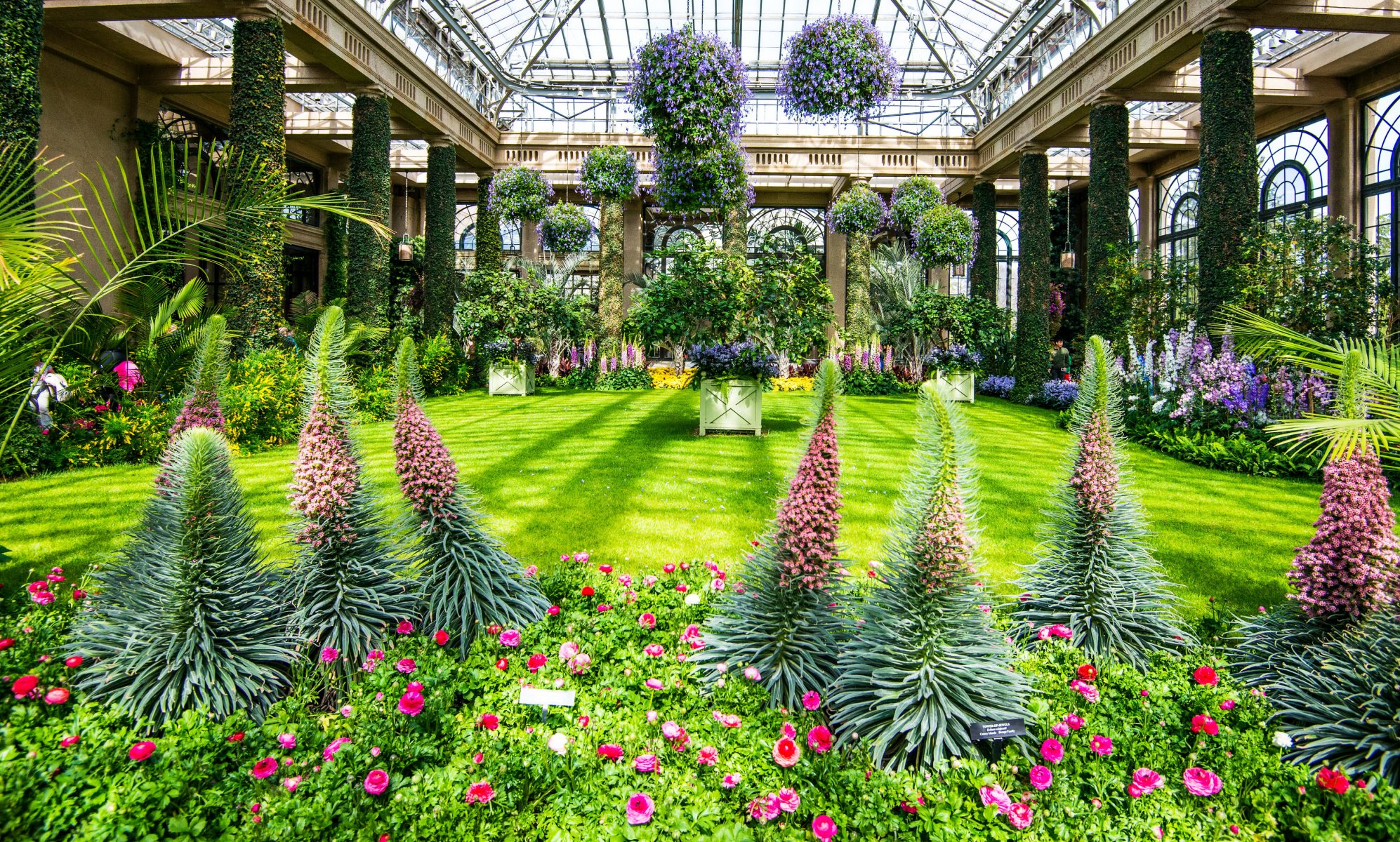 estados unidos parque delphinium rosas longwood kenneth square césped arbustos naturaleza foto