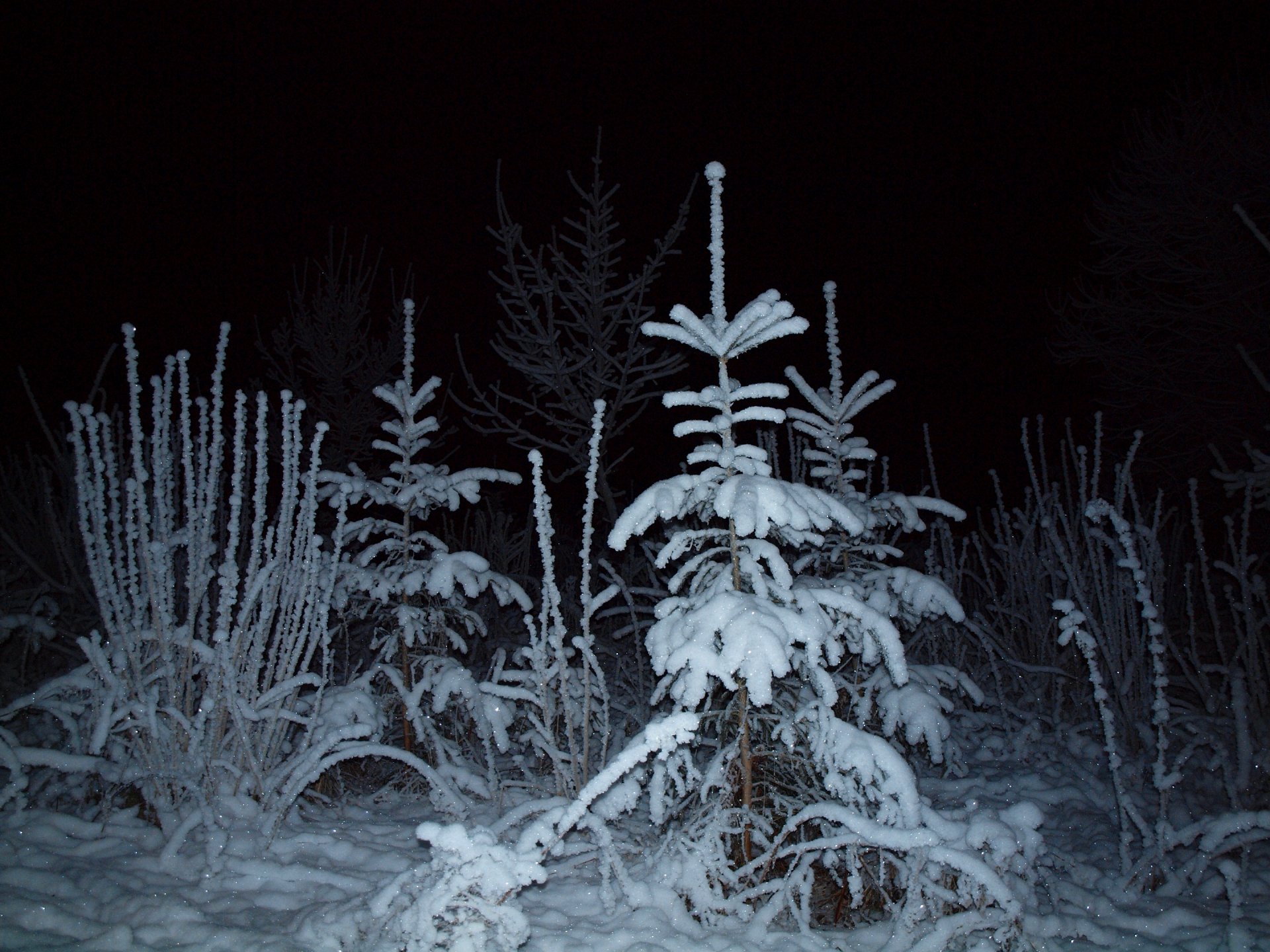 nuit lumière forêt sapin hiver neige