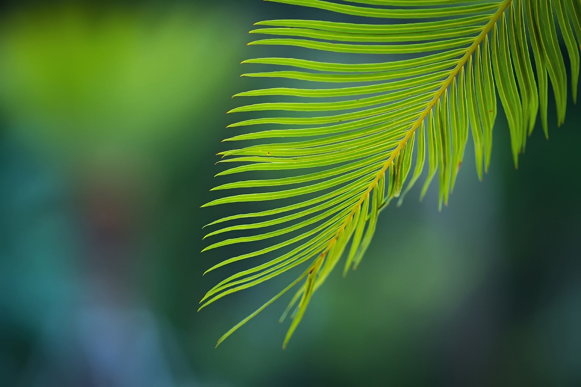 feuilles branche verdure