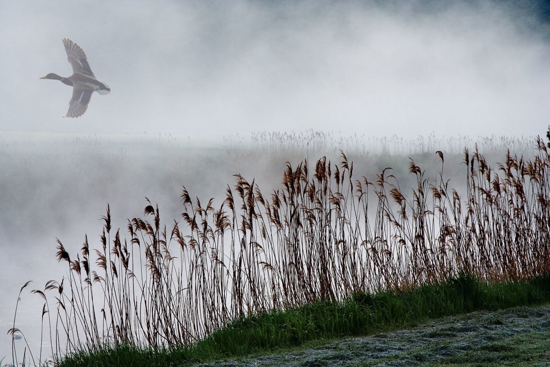 lago giunco nebbia anatra