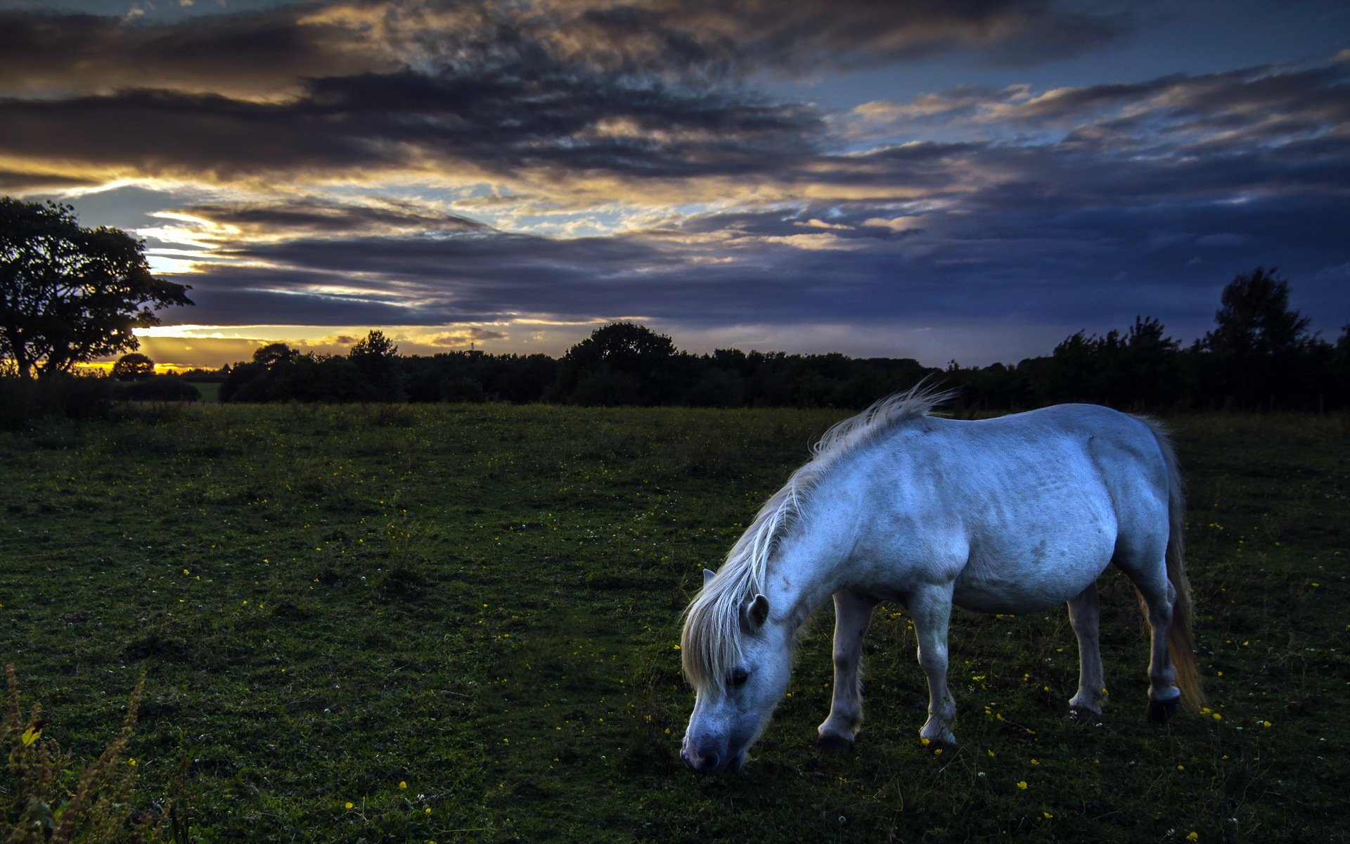 caballo campo noche naturaleza