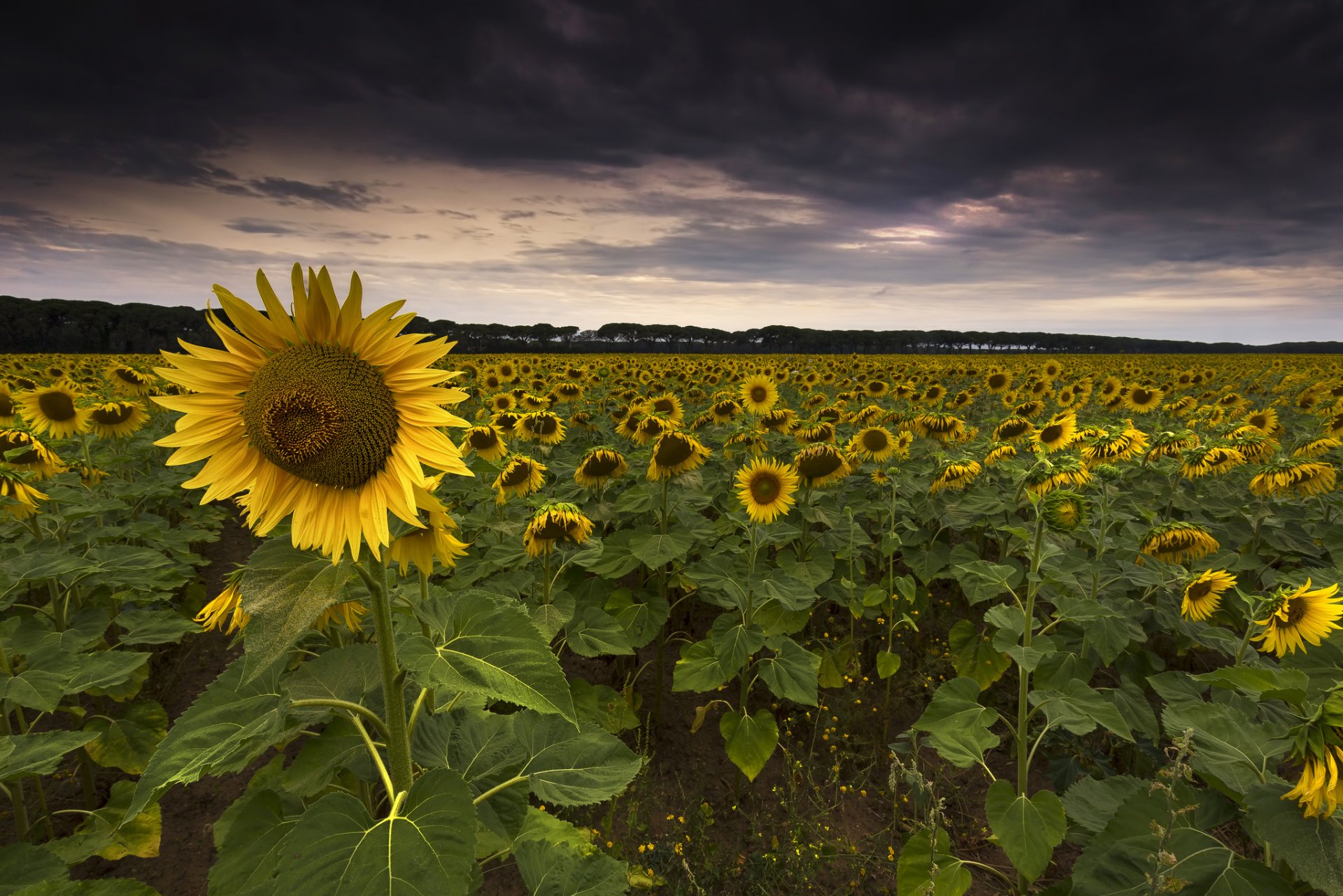 campo girasoles girasol tarde nubes