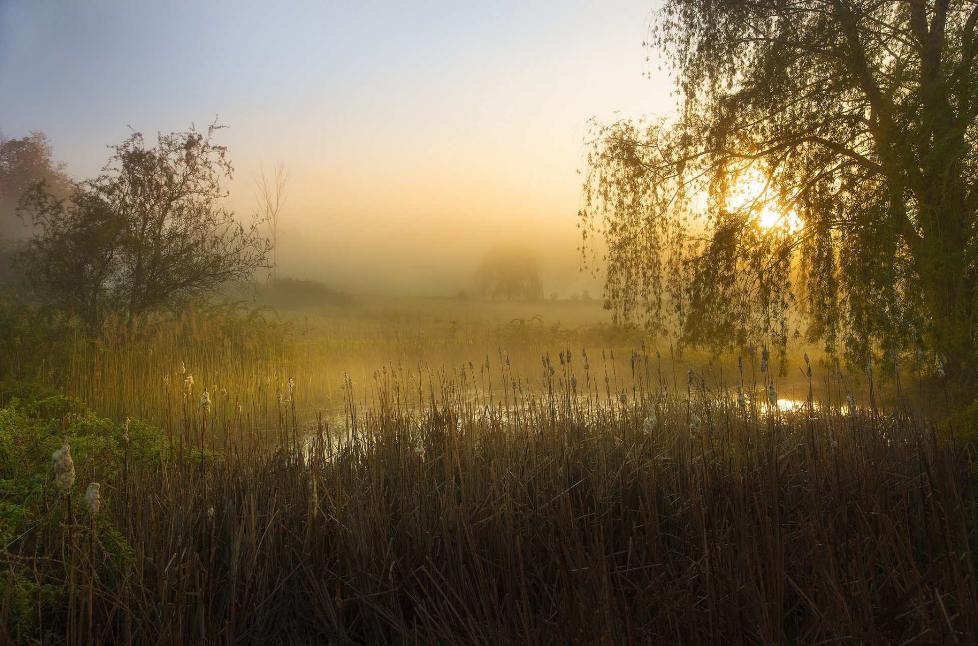 stagno alberi canne nebbia mattina