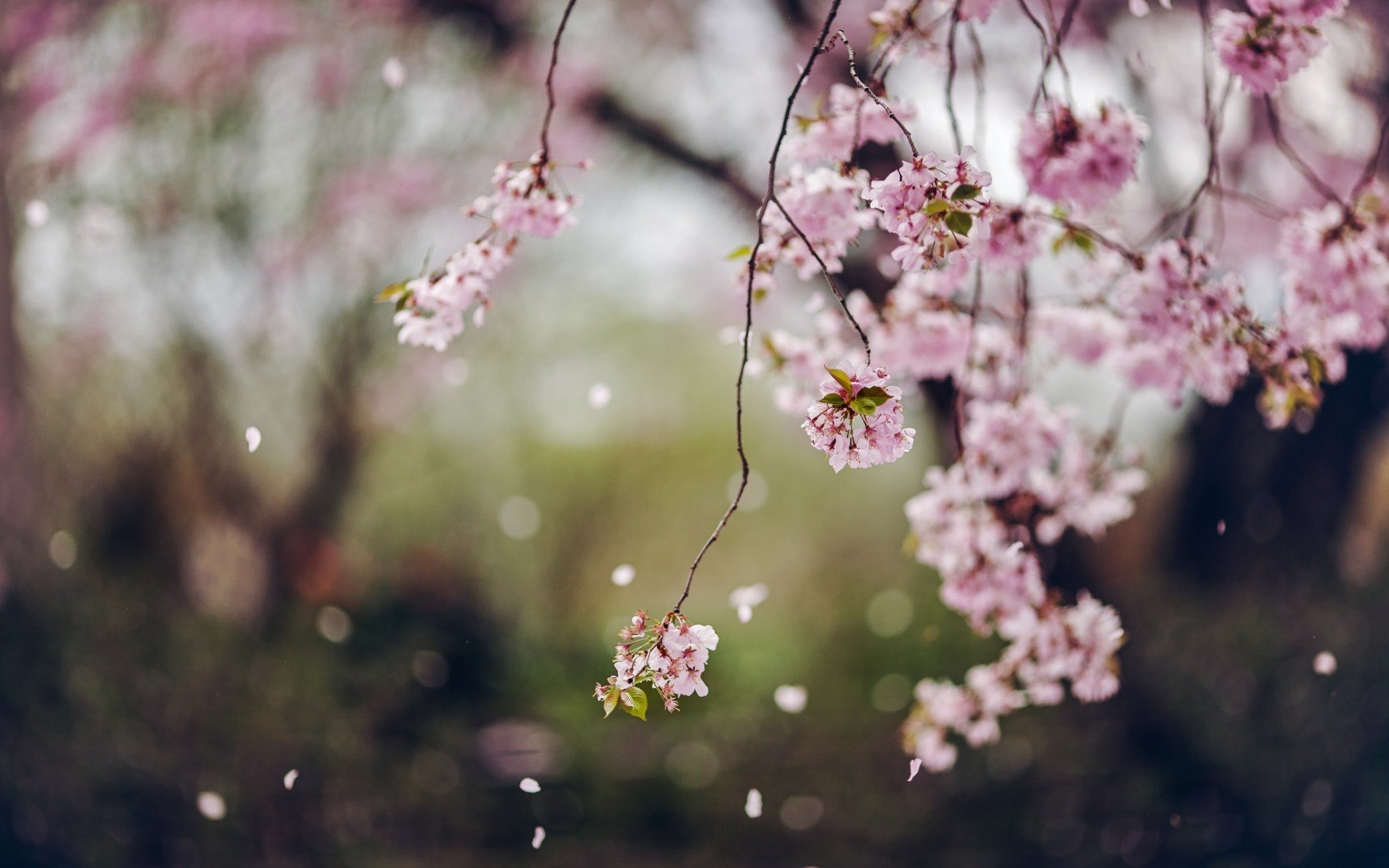 alberi fiori fioritura primavera petali