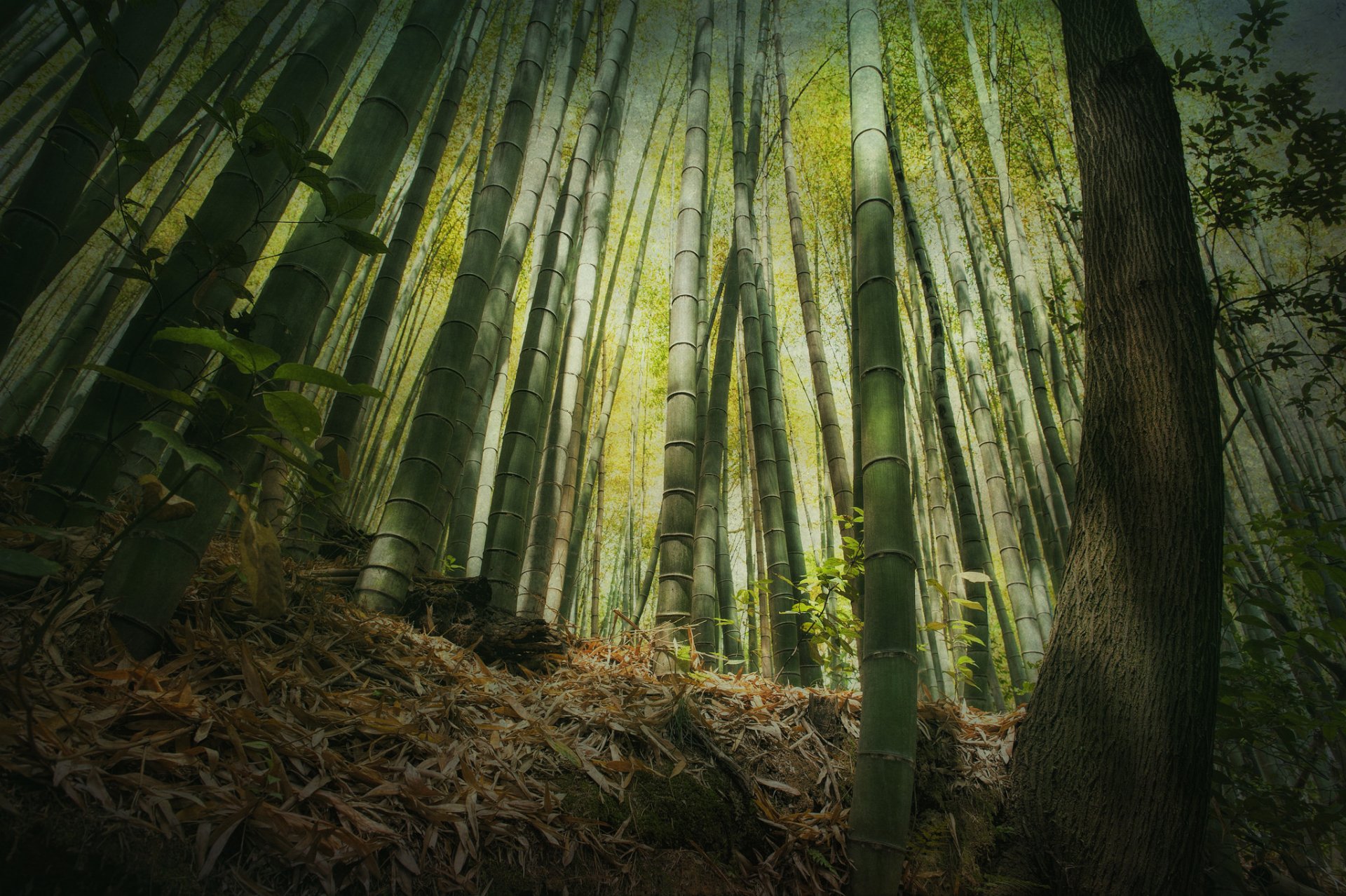 bambù foresta altitudine