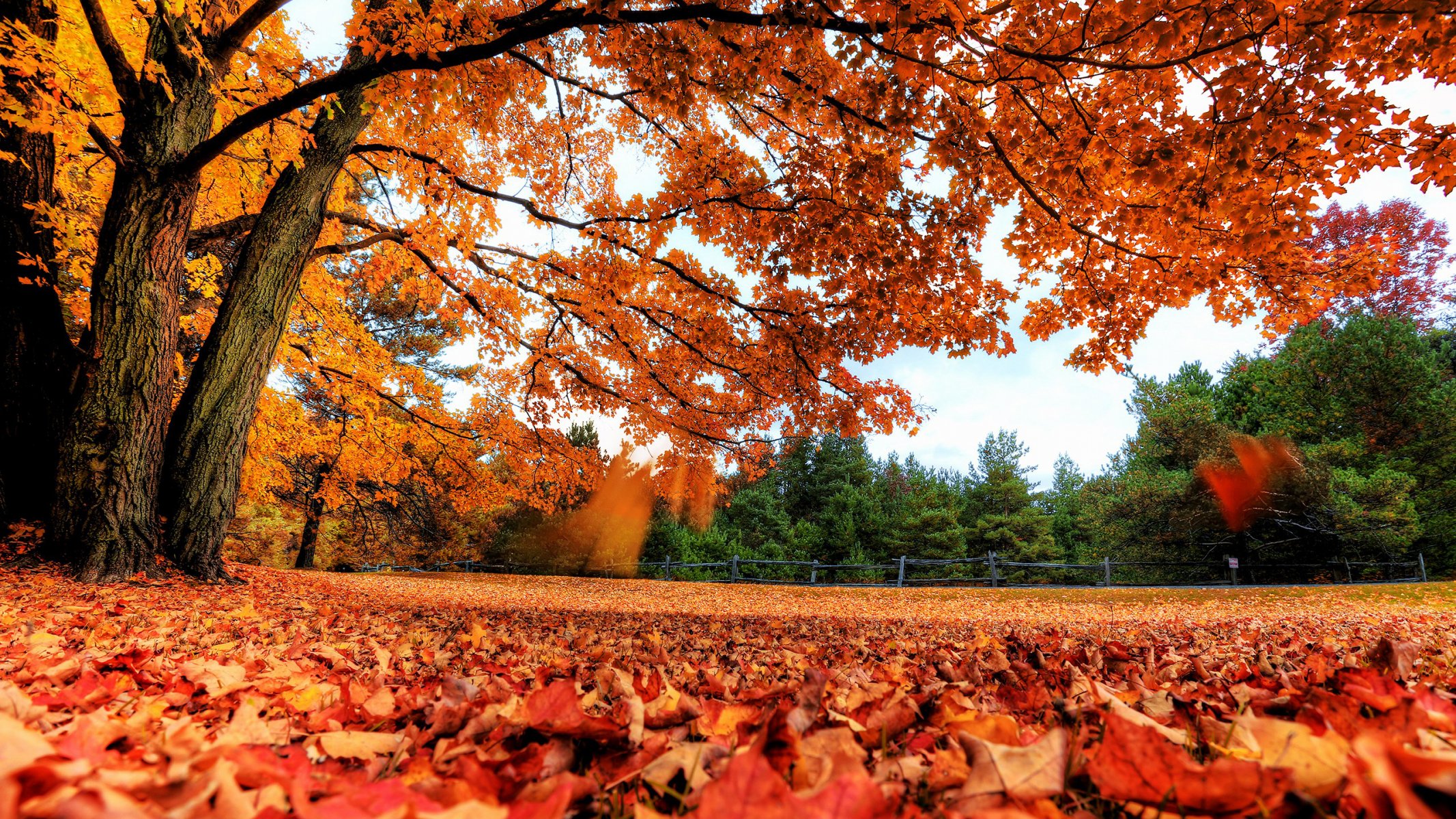 automne feuillage forêt clairière feuilles arbres branches contraste