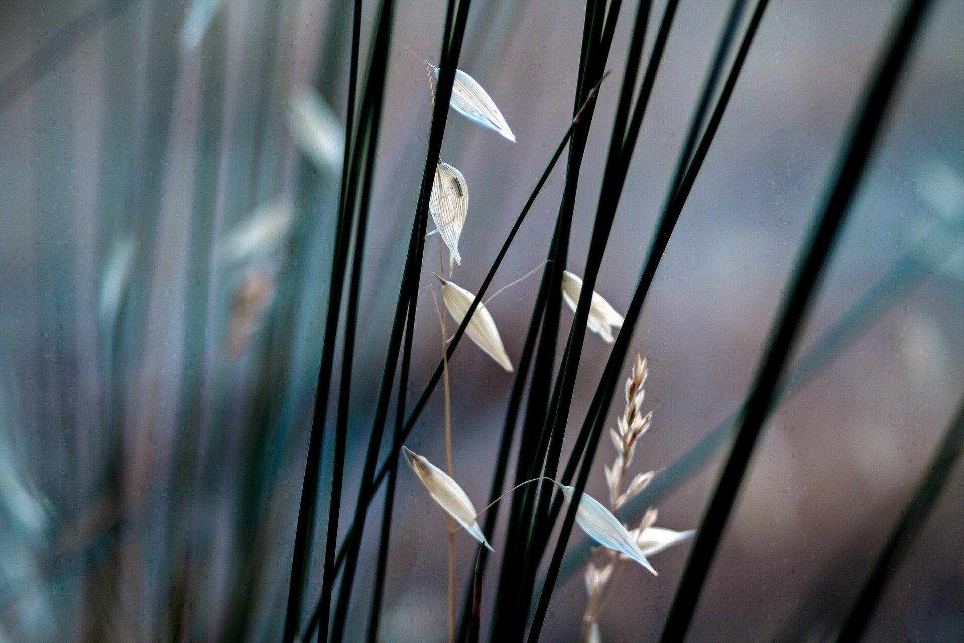 nature plantes gros plan