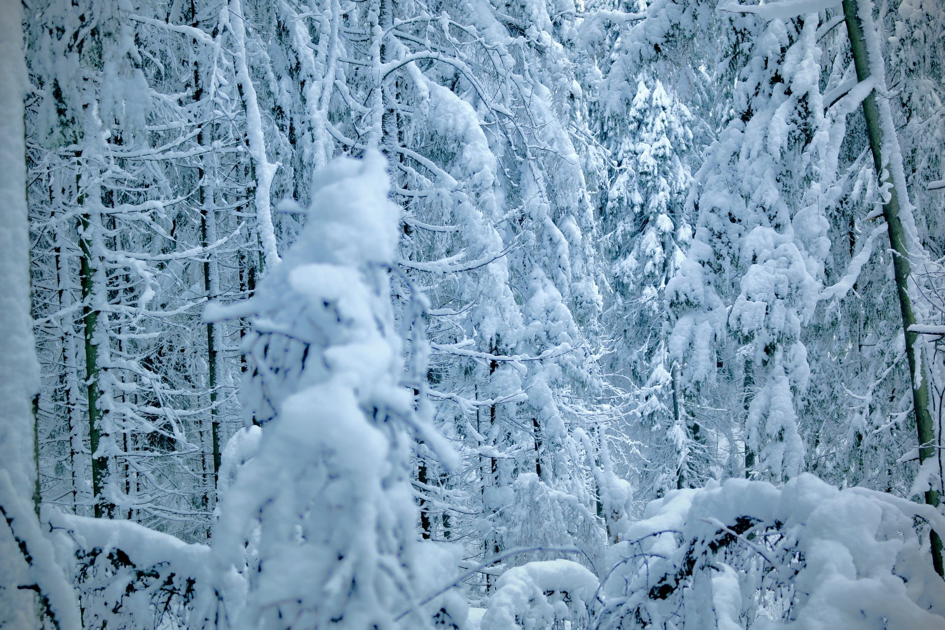 winter trees firs pines forest snow christmas trees winter pine tree