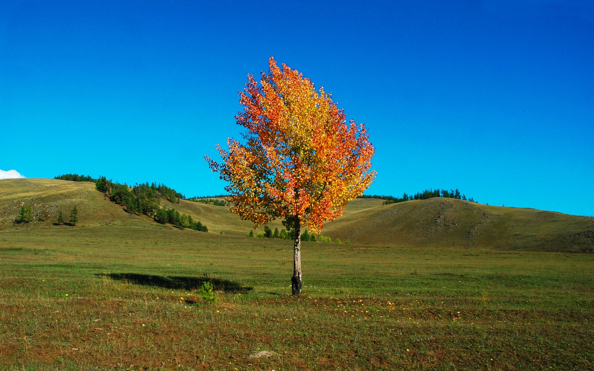 herbst baum himmel hügel gras feld landschaft schönheit brise