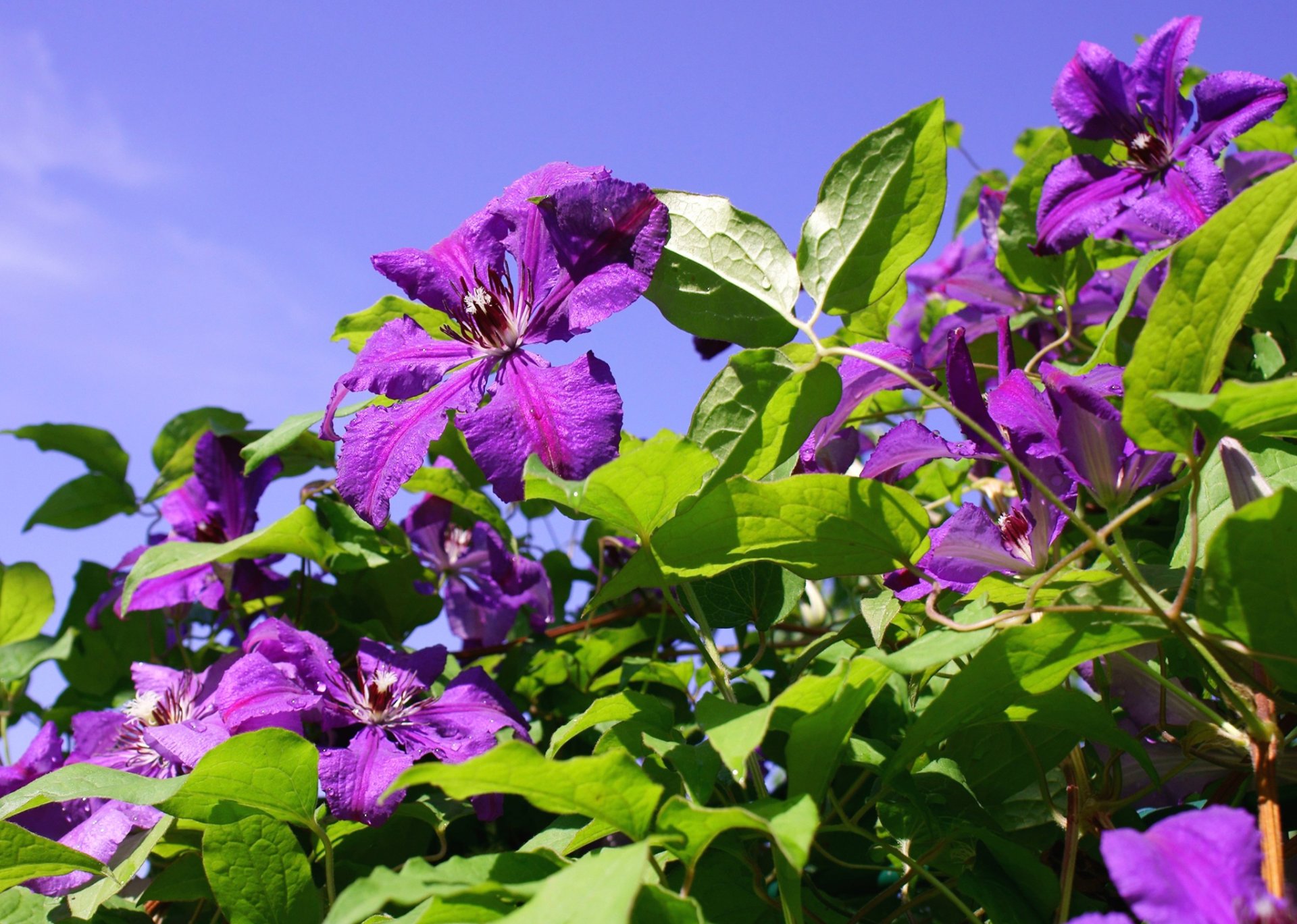 flores pétalos hojas cielo