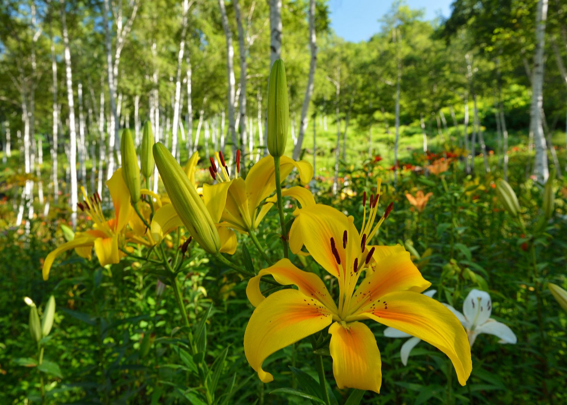 forêt bosquet arbres herbe fleurs lys