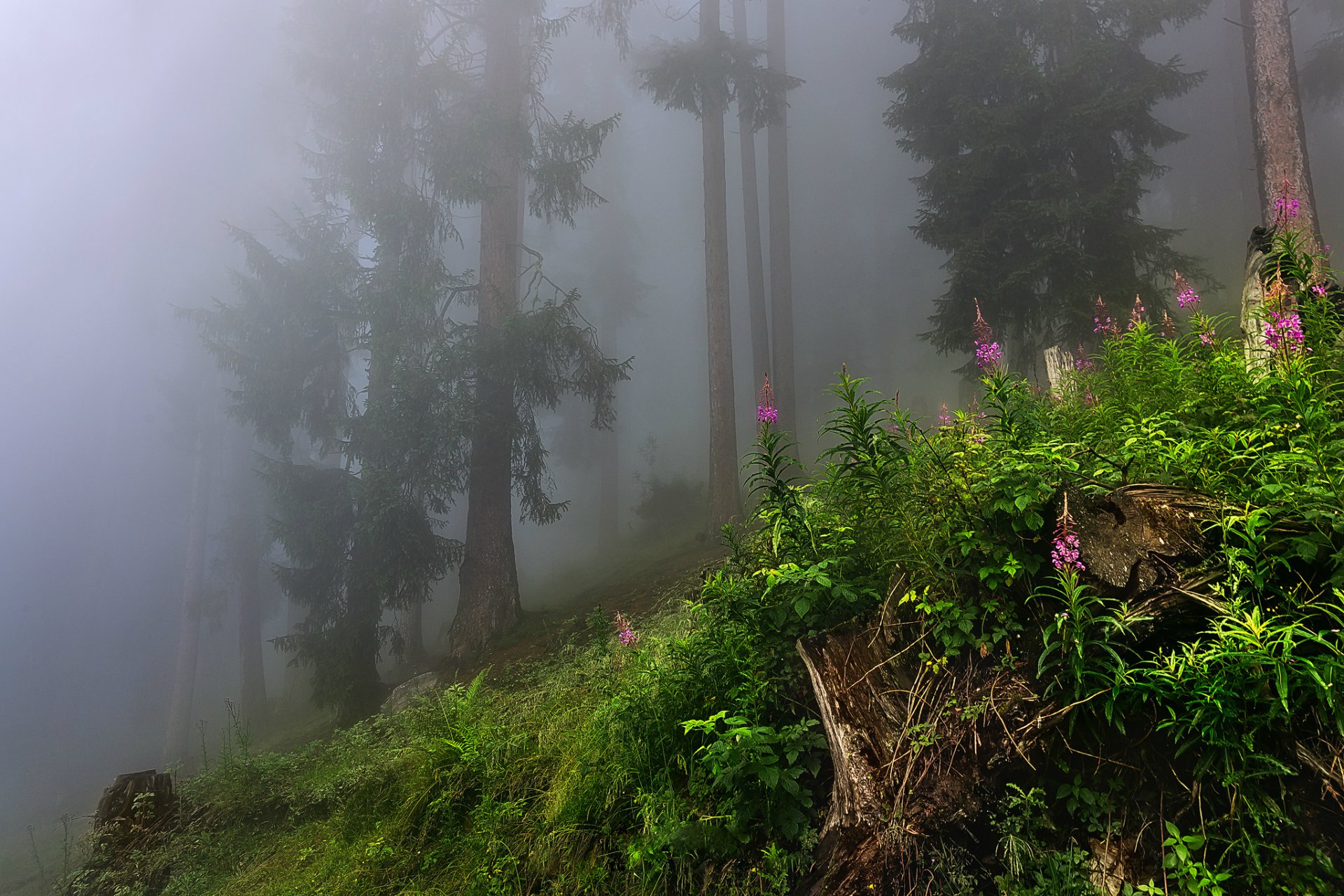 natura foresta nebbia alberi foglie erba