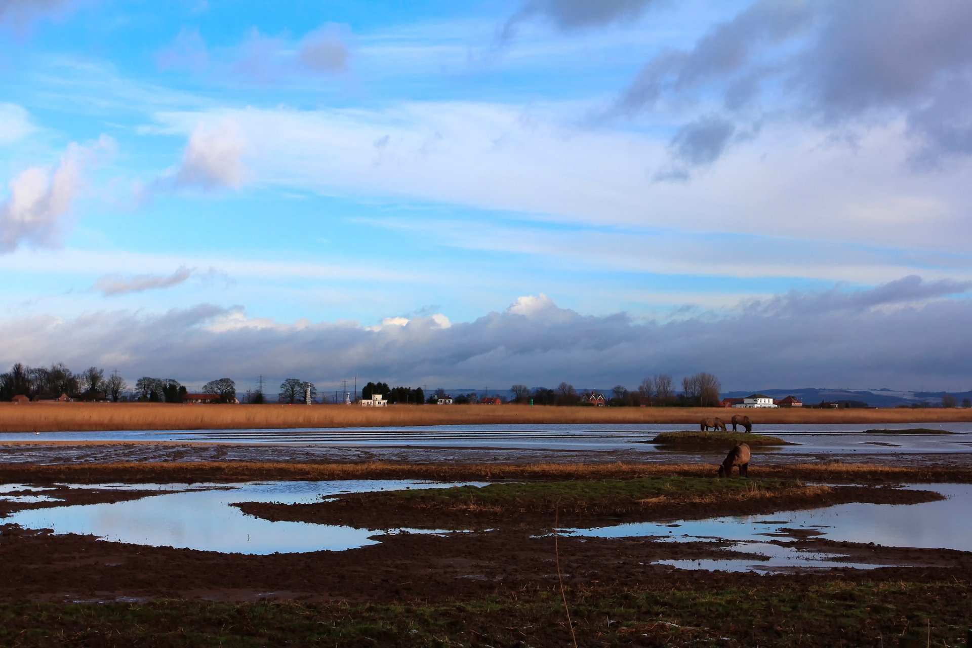 england häuser landschaft pferde horizont