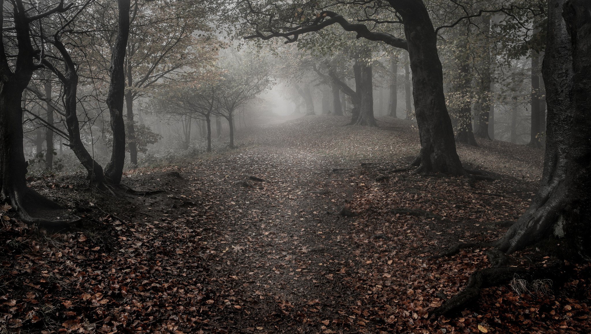 bosque árboles hojas otoño niebla tristeza