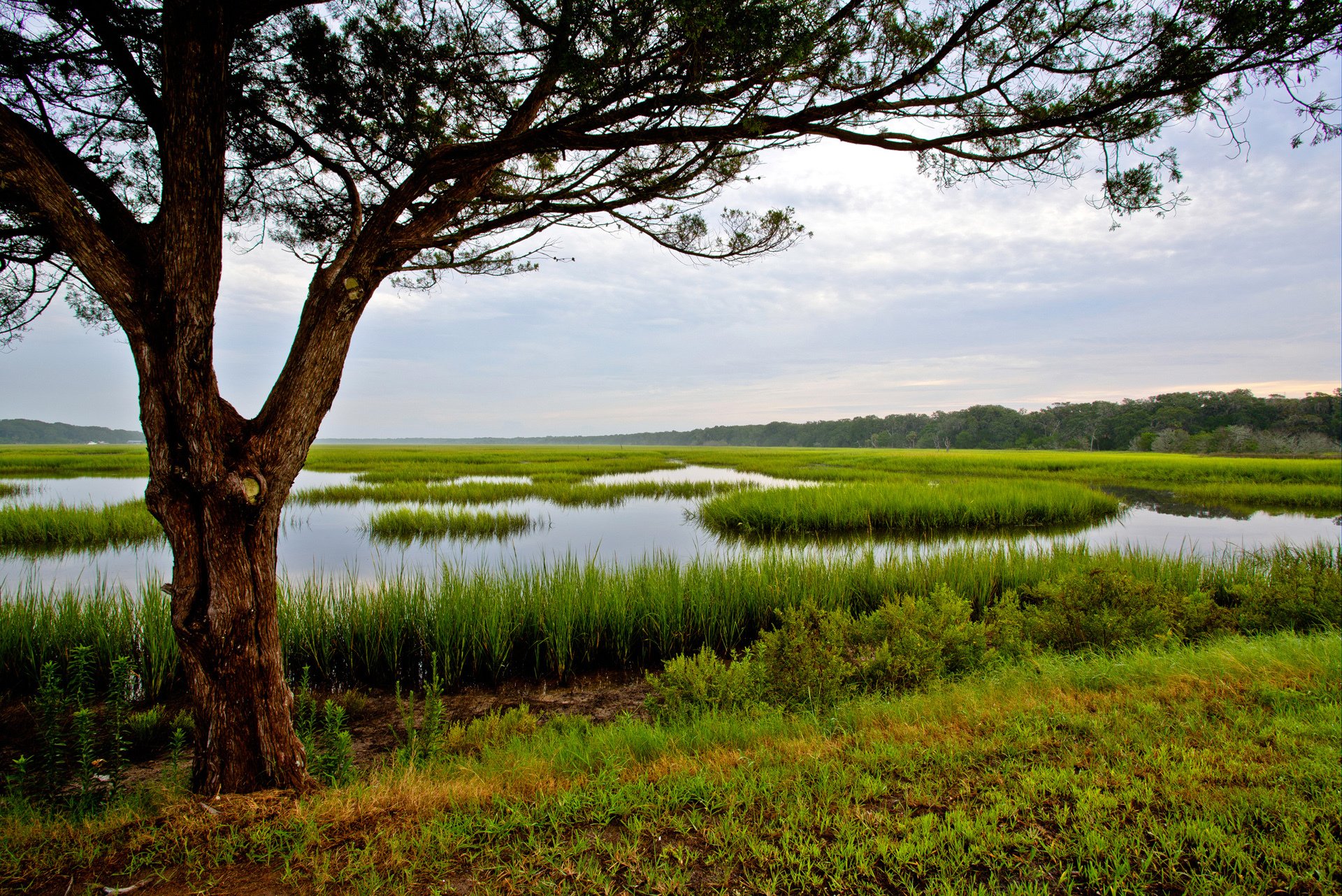 amelia island florida usa himmel baum gras wasser sumpf