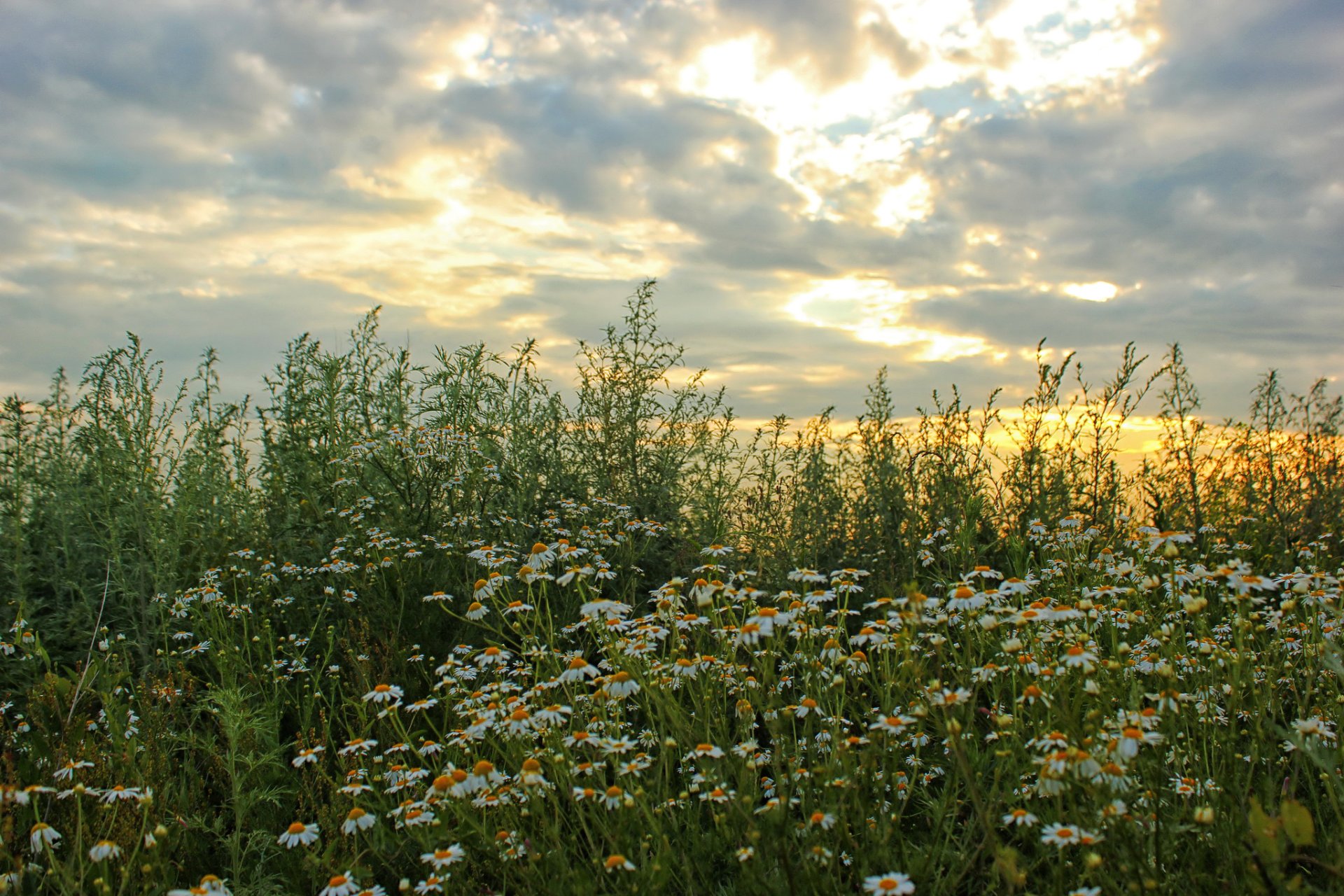 the field sky chamomile clouds nature flower photo