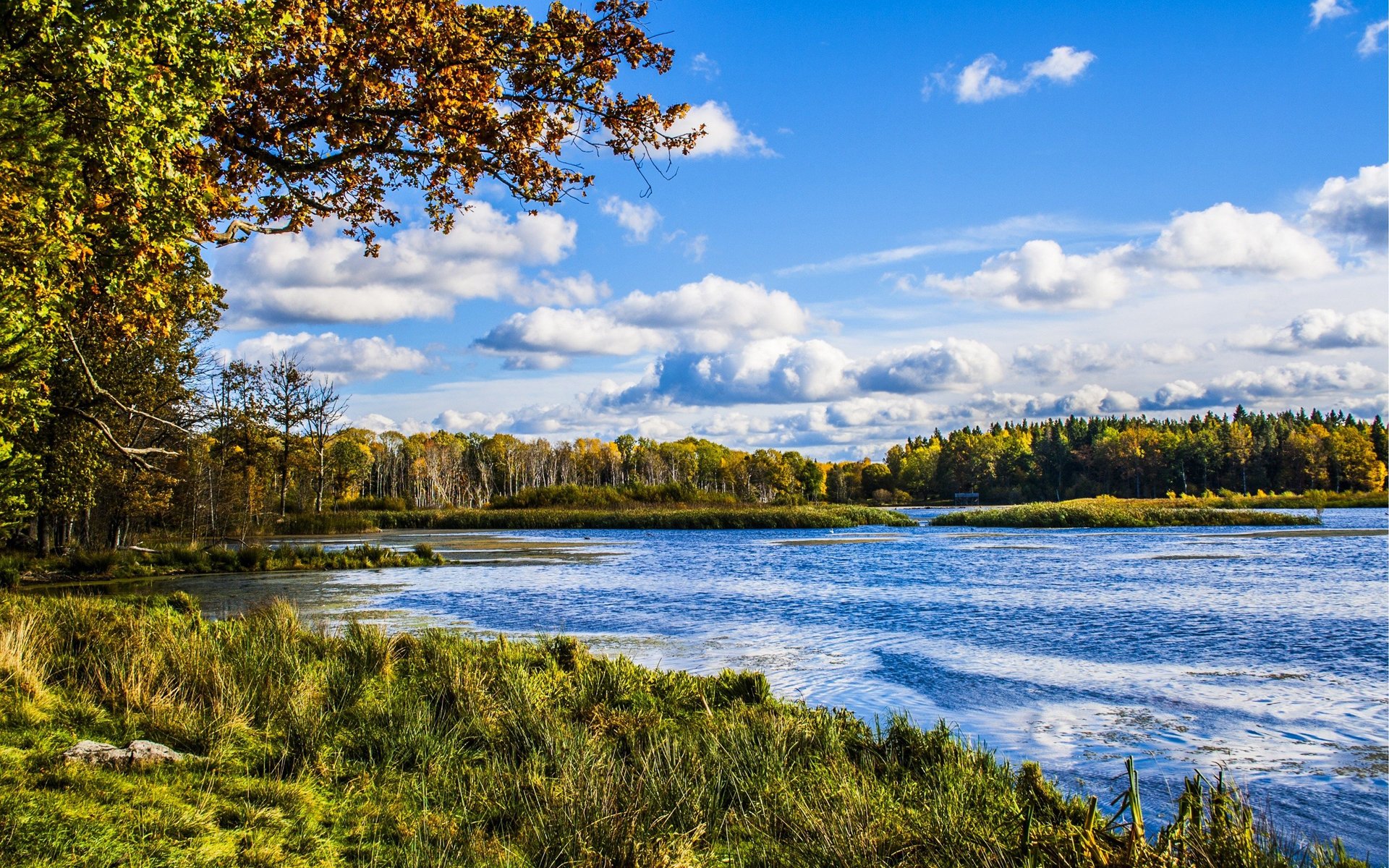 cielo nuvole foresta alberi autunno foglie fiume riva erba