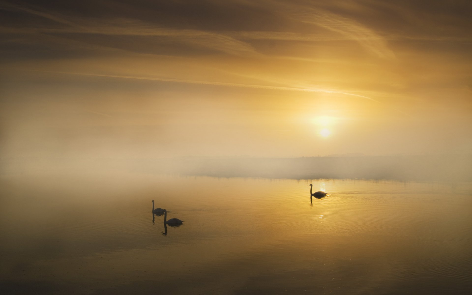 matin brouillard lac cygnes paysage