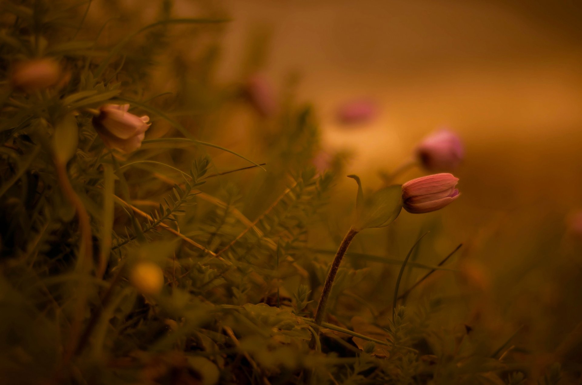 flores macro bokeh