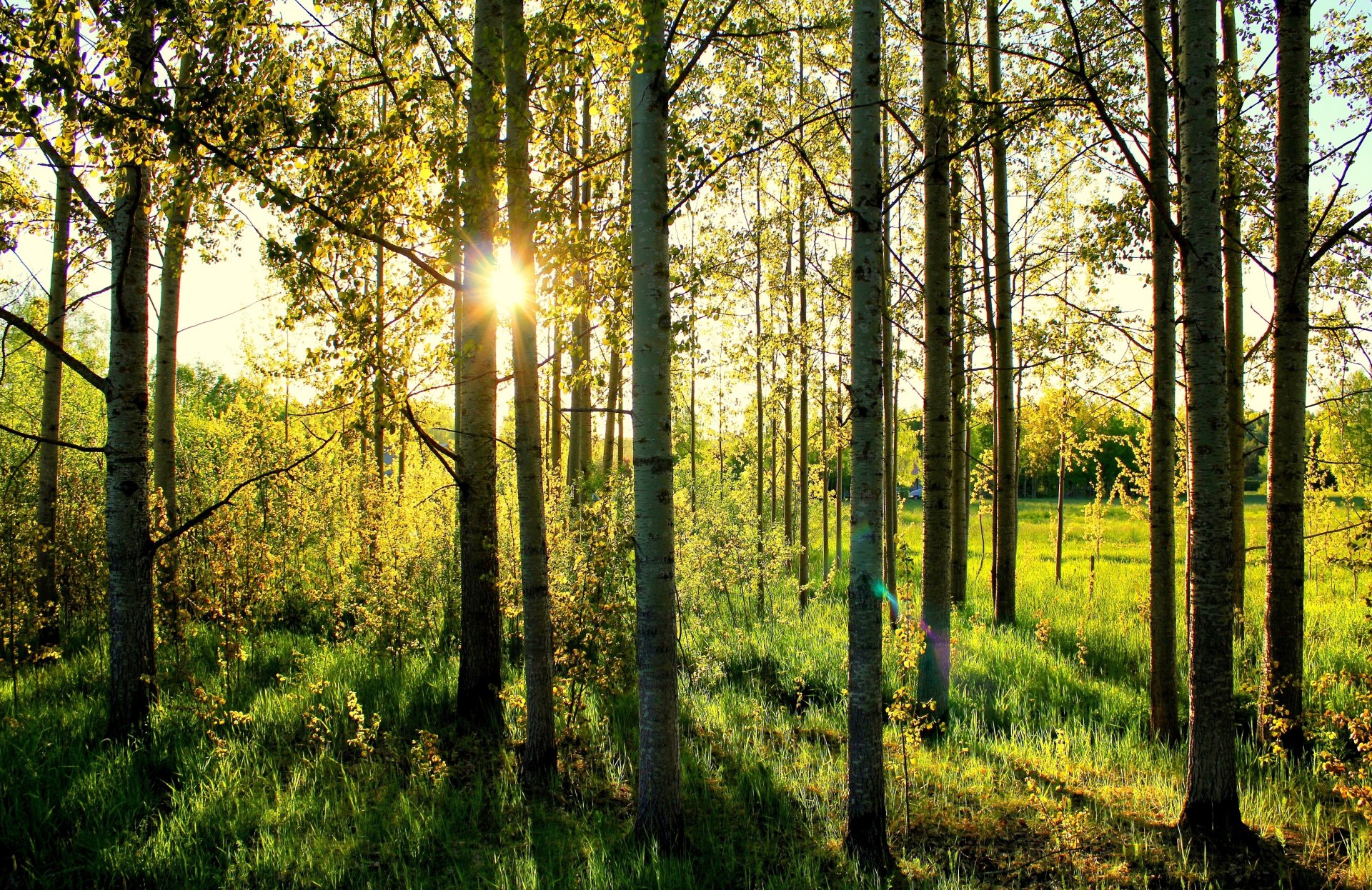 foresta sole erba