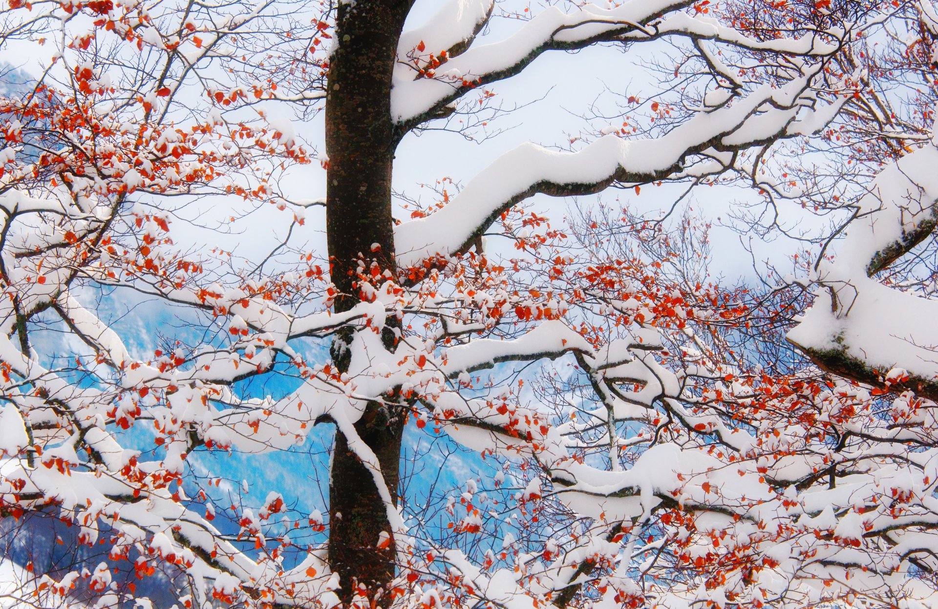 albero inverno neve rami bacche rosso