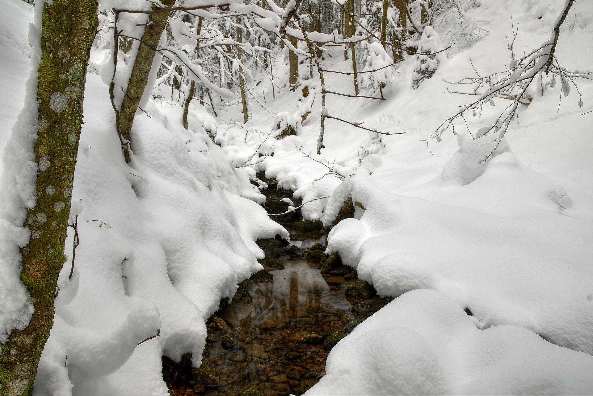 winter schnee bach bäume zweige drifts