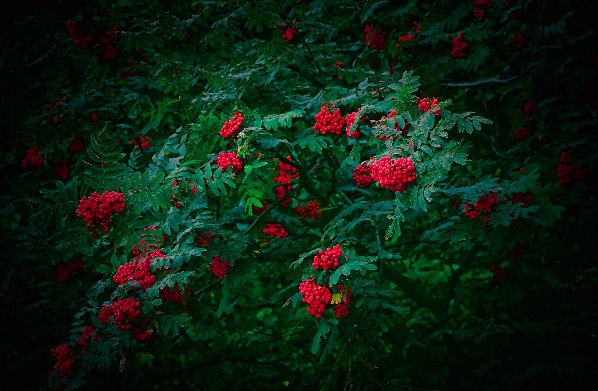 rowan tree leaves berrie