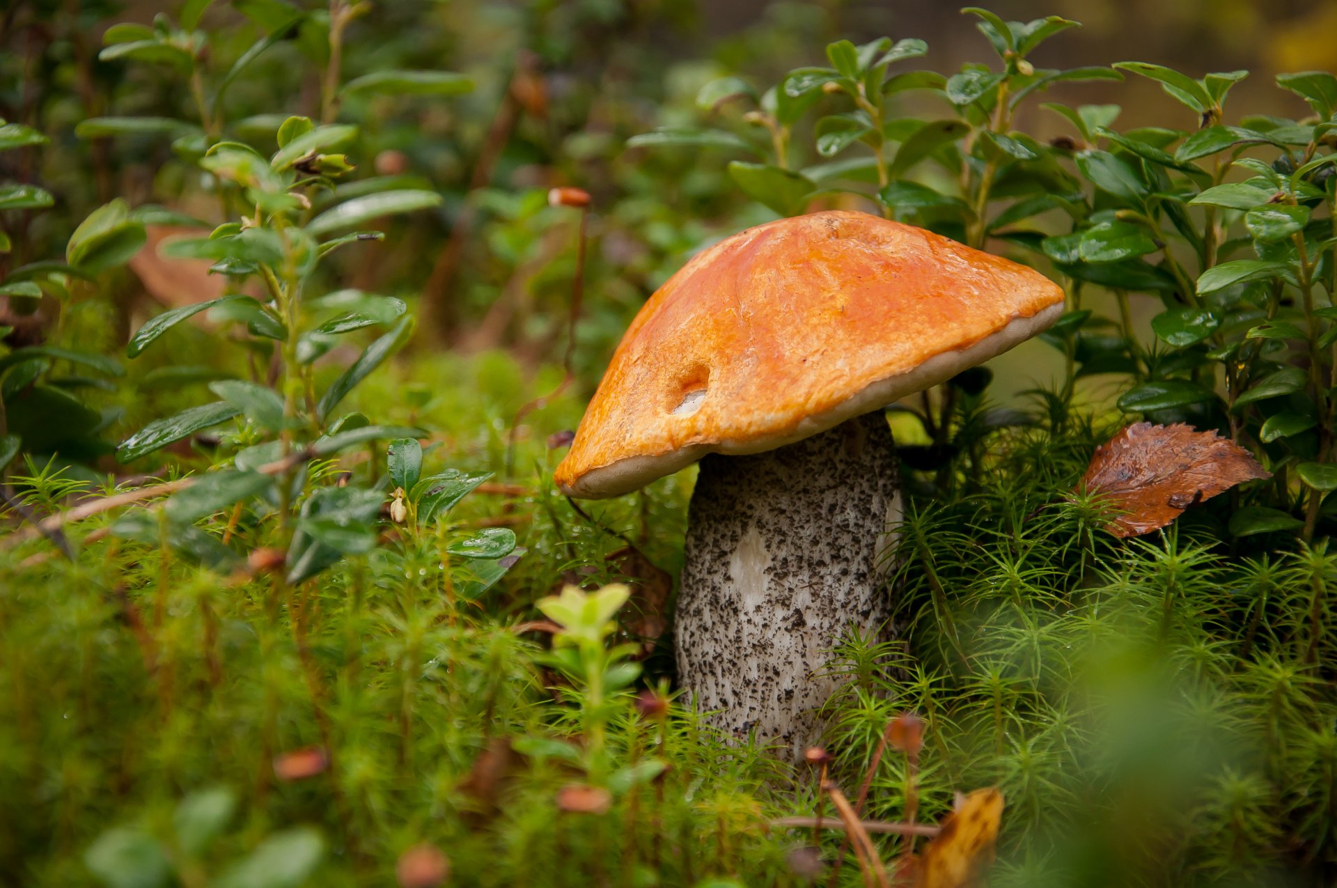 champignon forêt nature