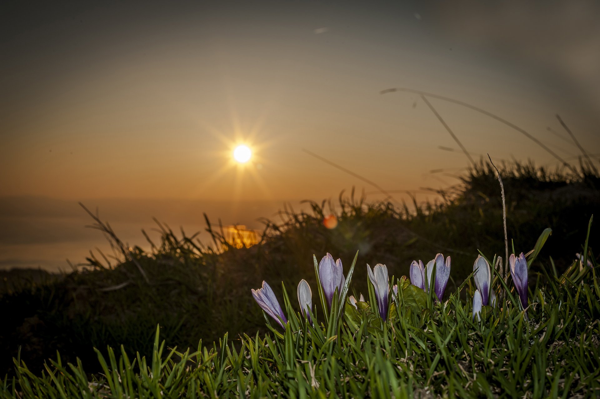 suisse fleurs soleil gros plan