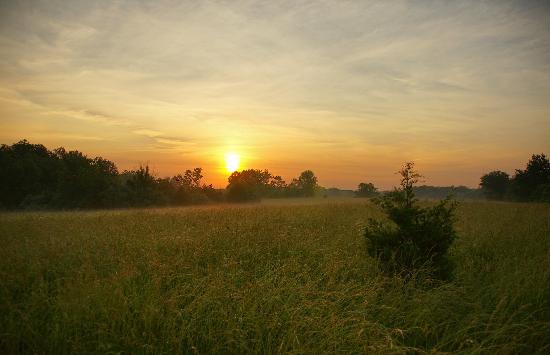 wald rasen baum sonne sonnenaufgang