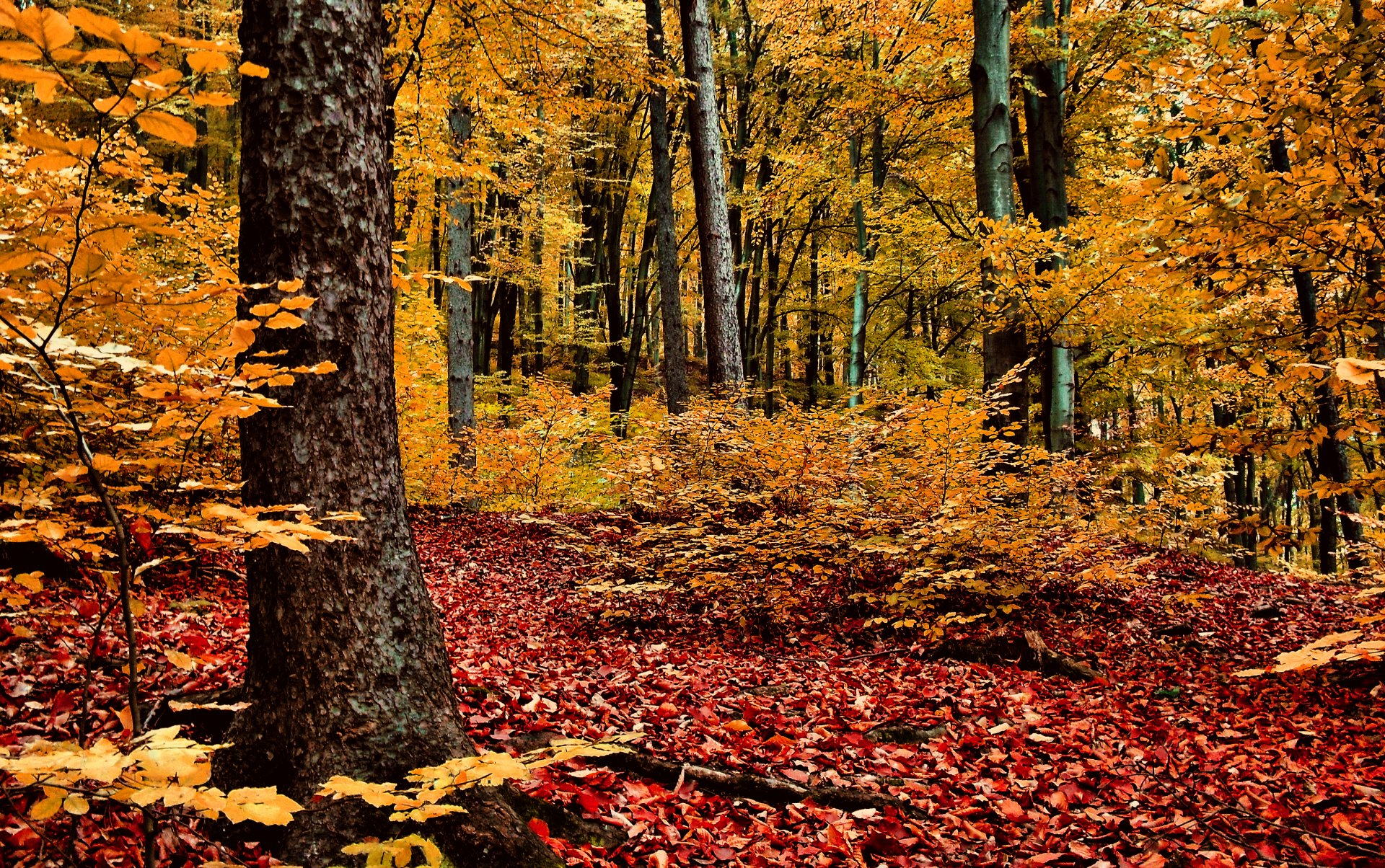 autunno foresta alberi fogliame rosso-giallo