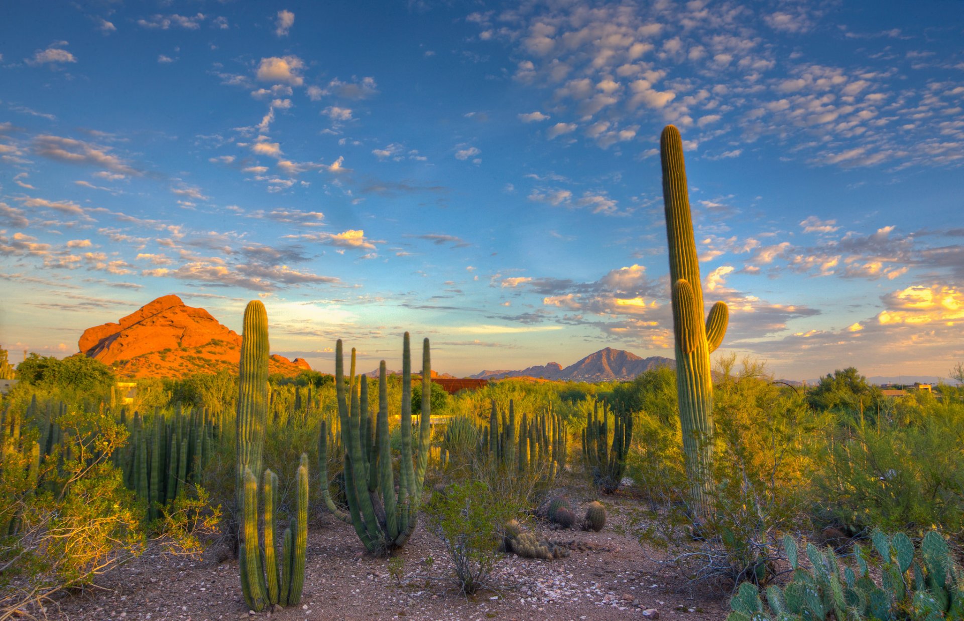 ciel nuages coucher de soleil montagne cactus désert