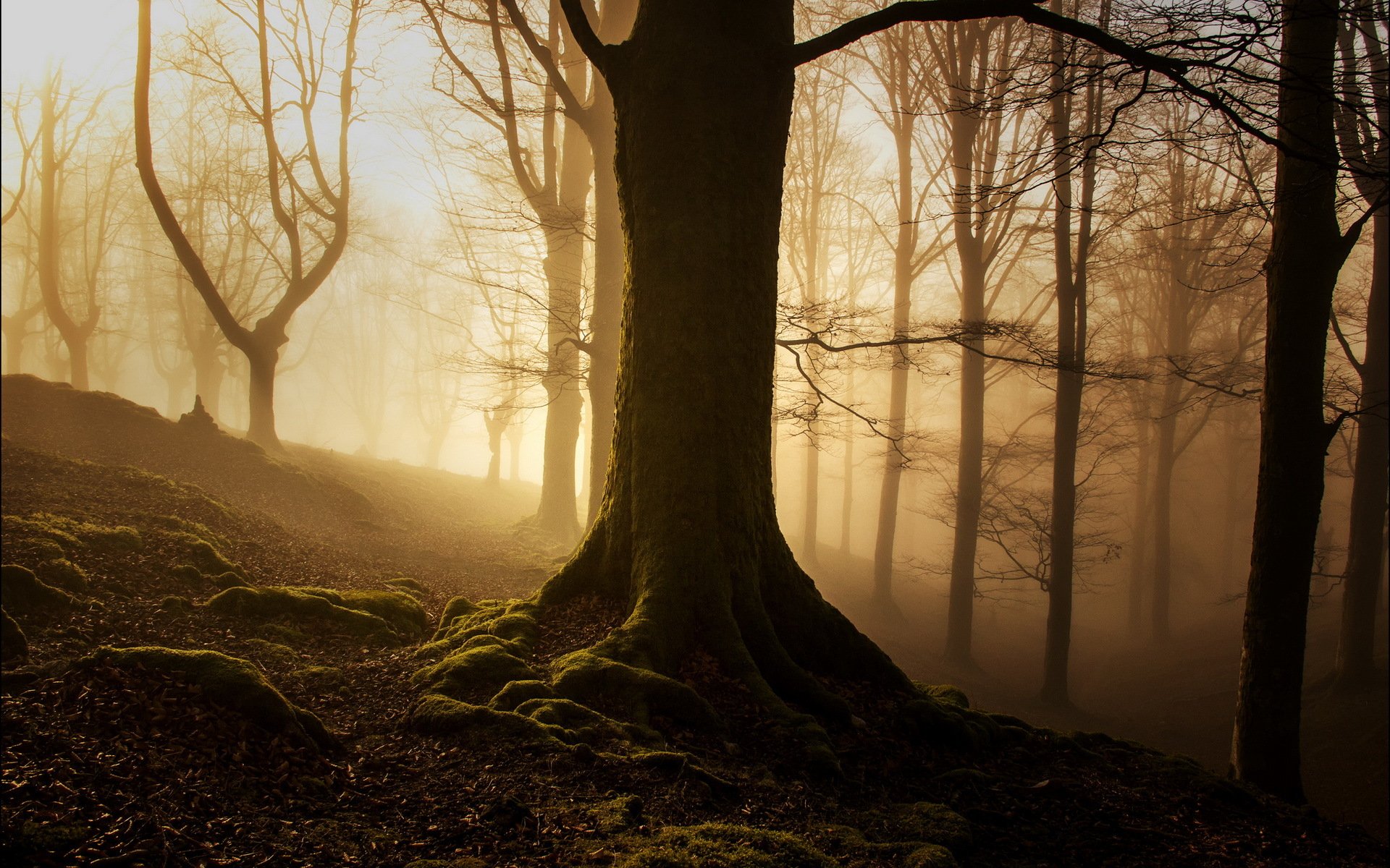 morgen wald nebel licht natur landschaft