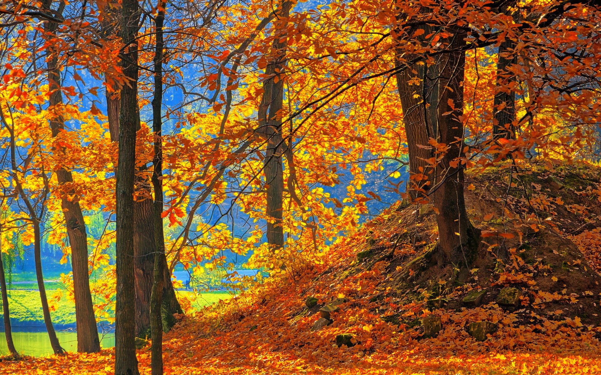 park reservoir bench tree leaves autumn