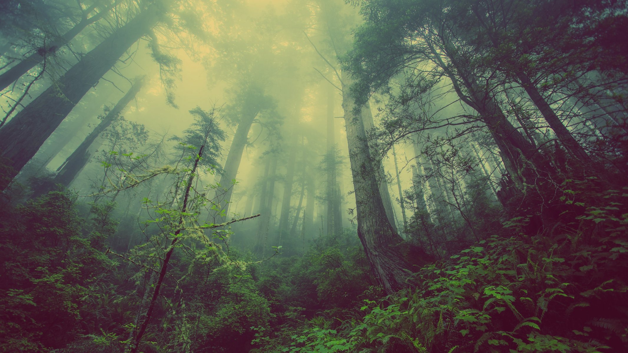 forest nature trees fog forest