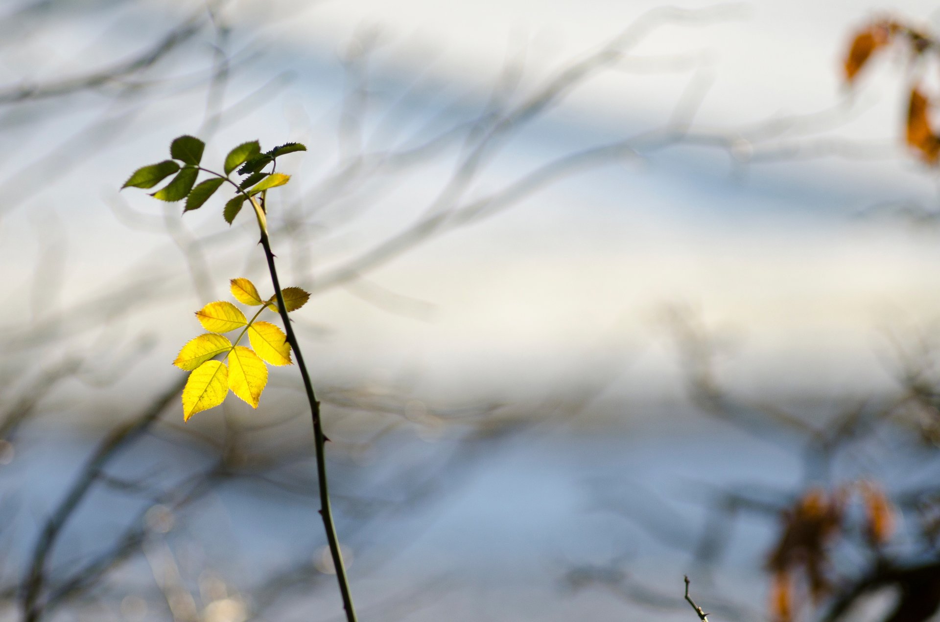 gałąź liście ciernie makro bokeh