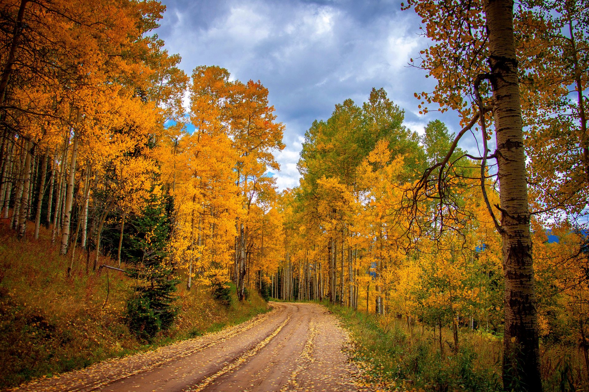 nature forest park trees leaves colorful road autumn fall colors walk