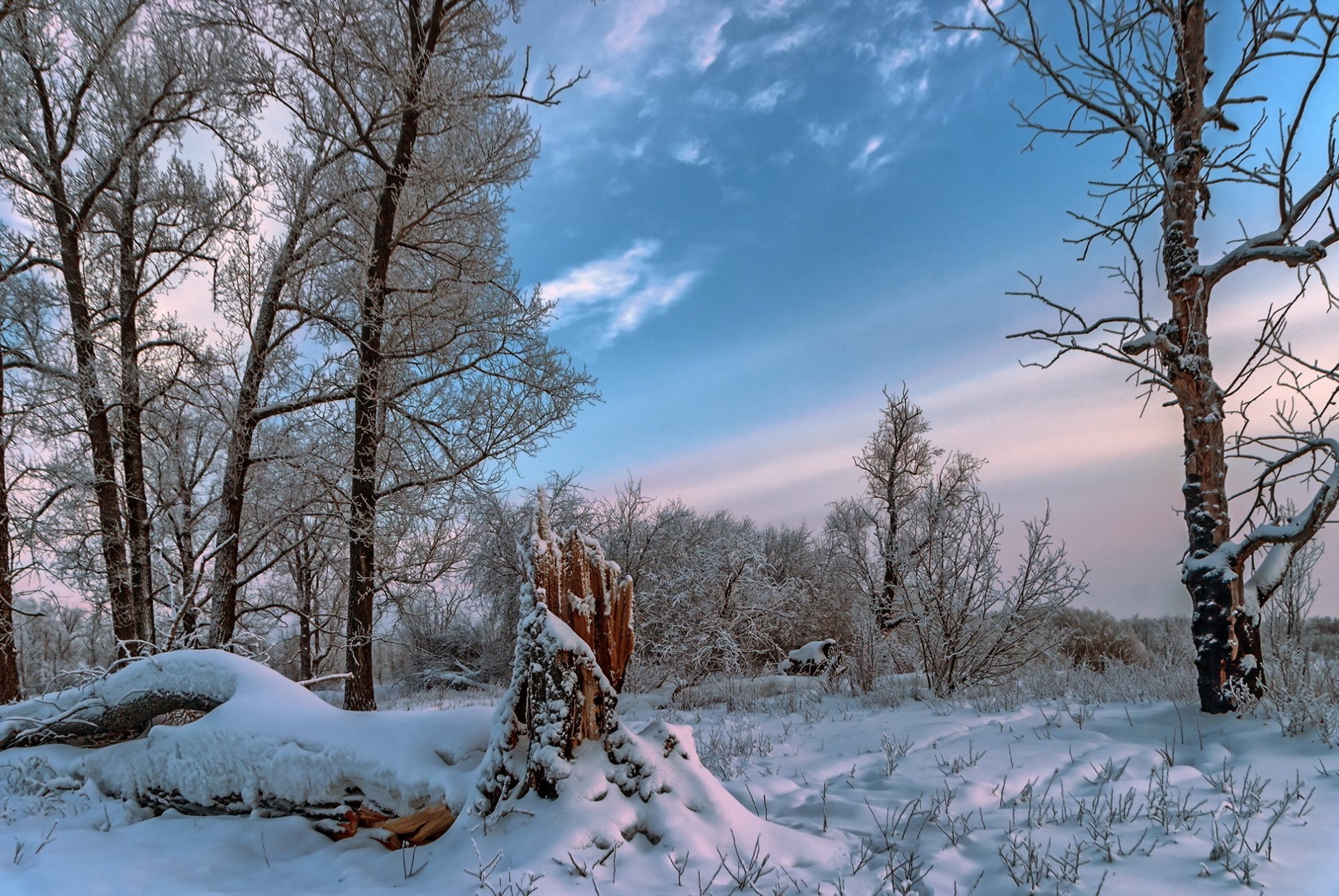 inverno foresta natura