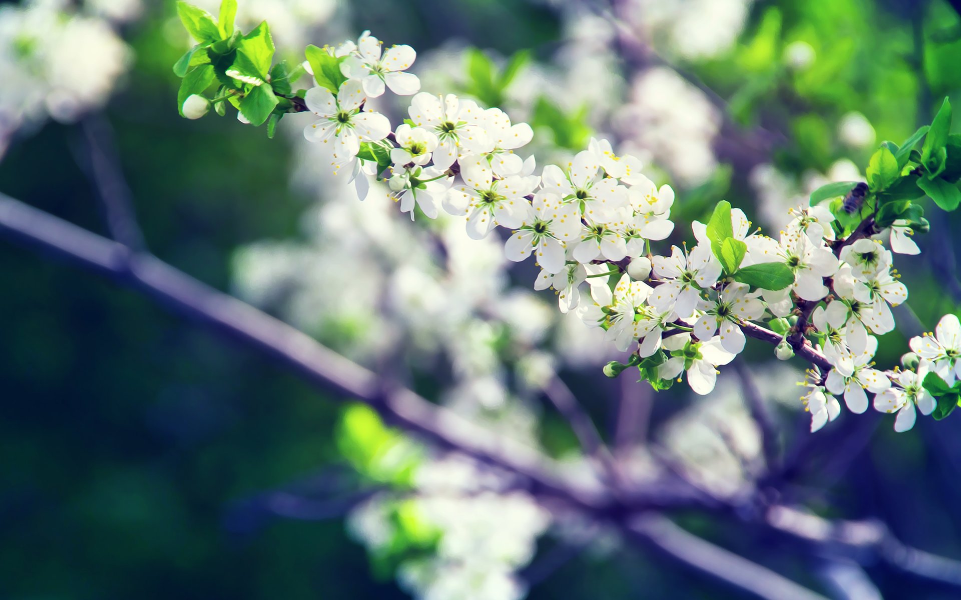 frühling baum zweig blumen blüte